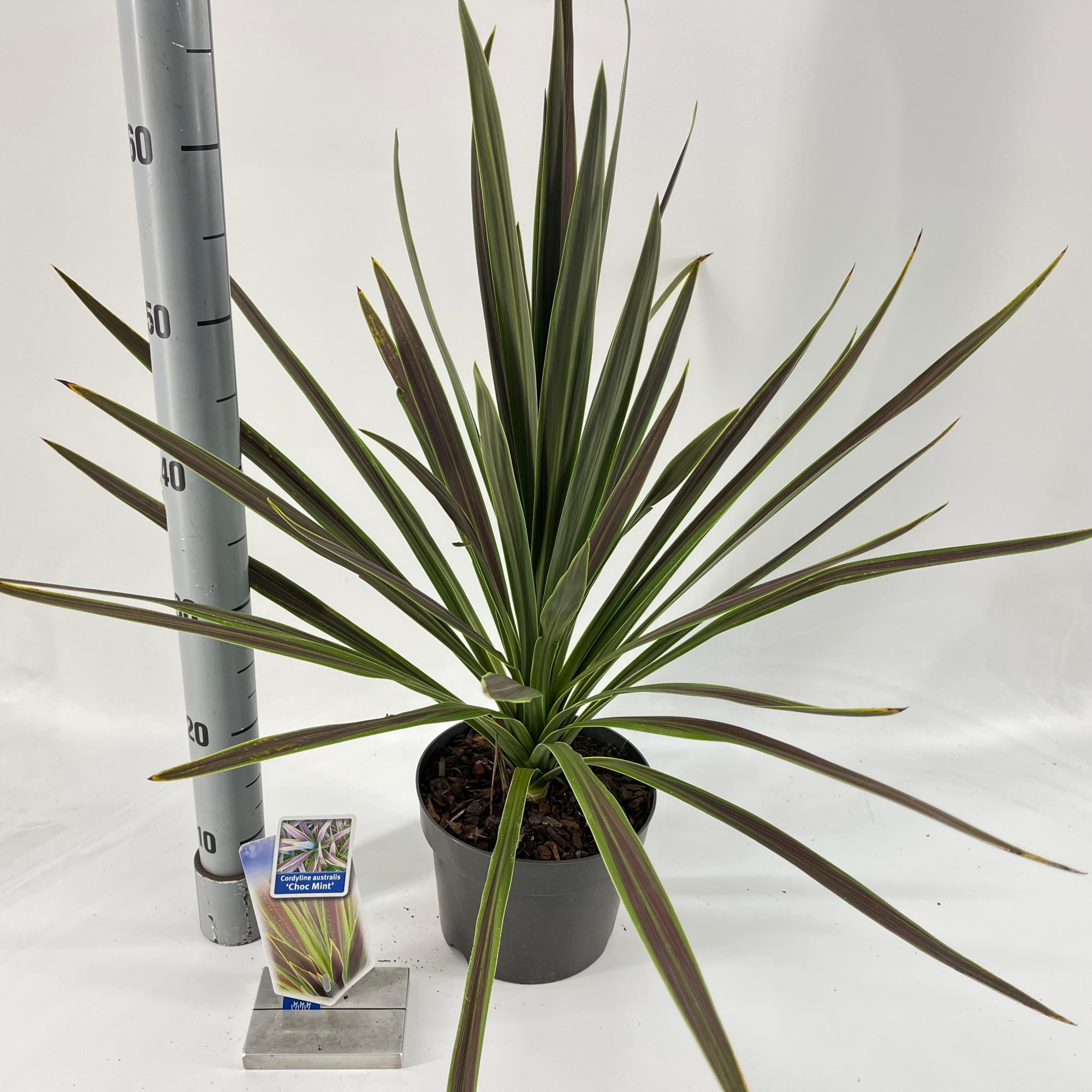 Cordyline australis 'Choc Mint', D 19 cm