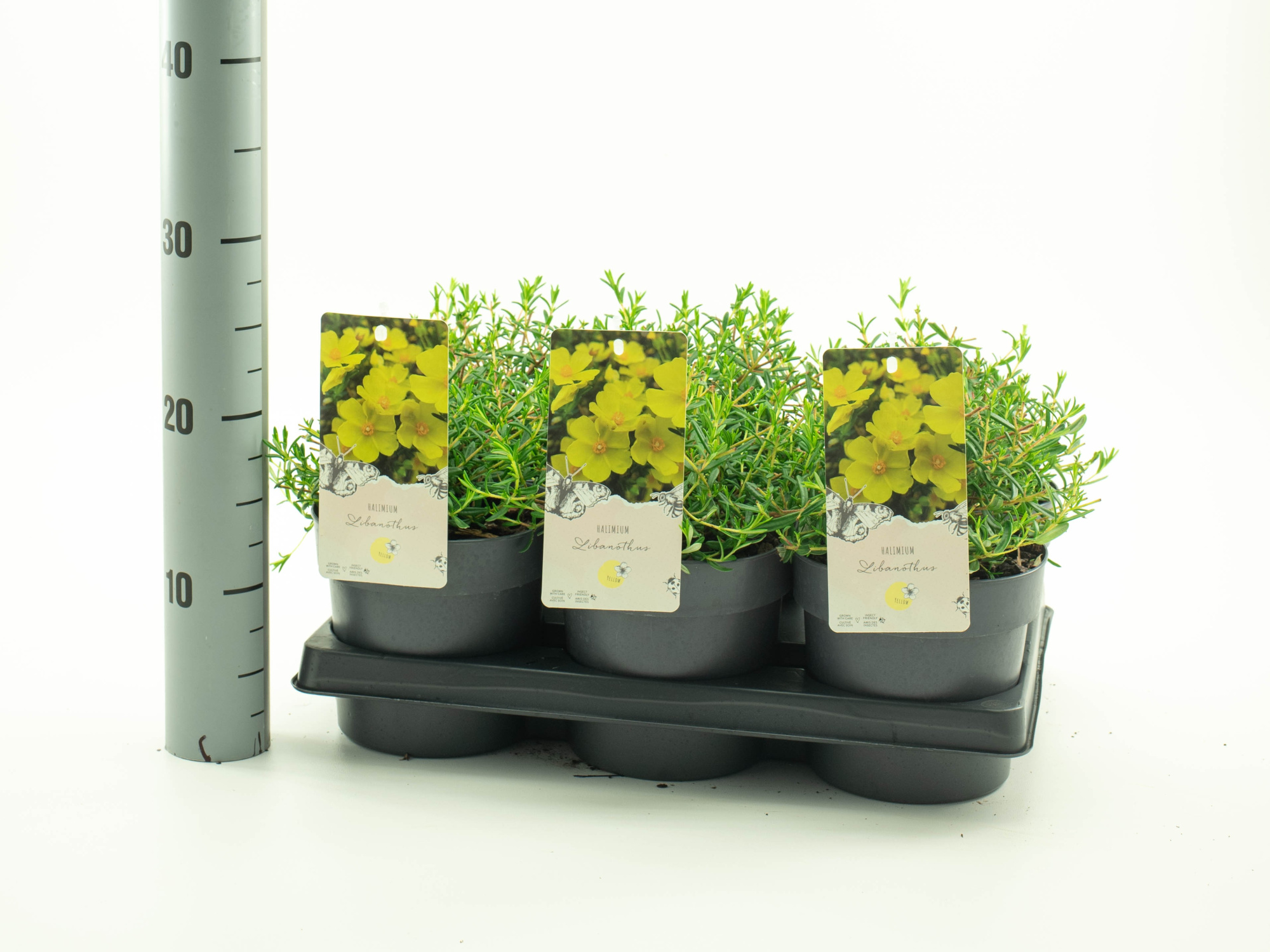 Halimium 'Libanotis', D 15