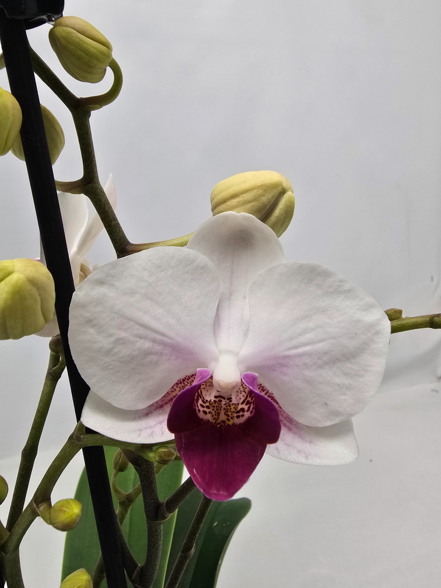 Limited 05 week 3, D 12