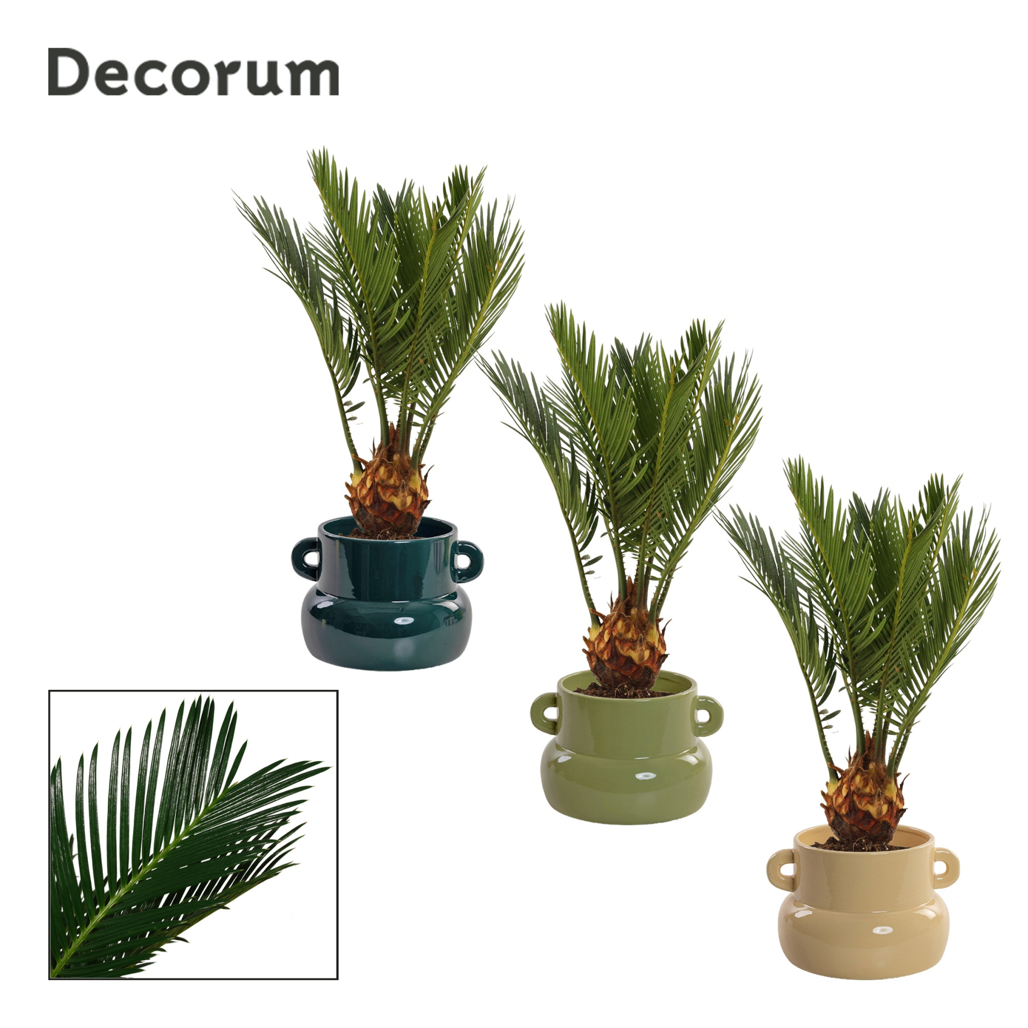 Cycas revoluta 9 cm, 4+ veren in Lucy (Top blend-collection), D 9 cm