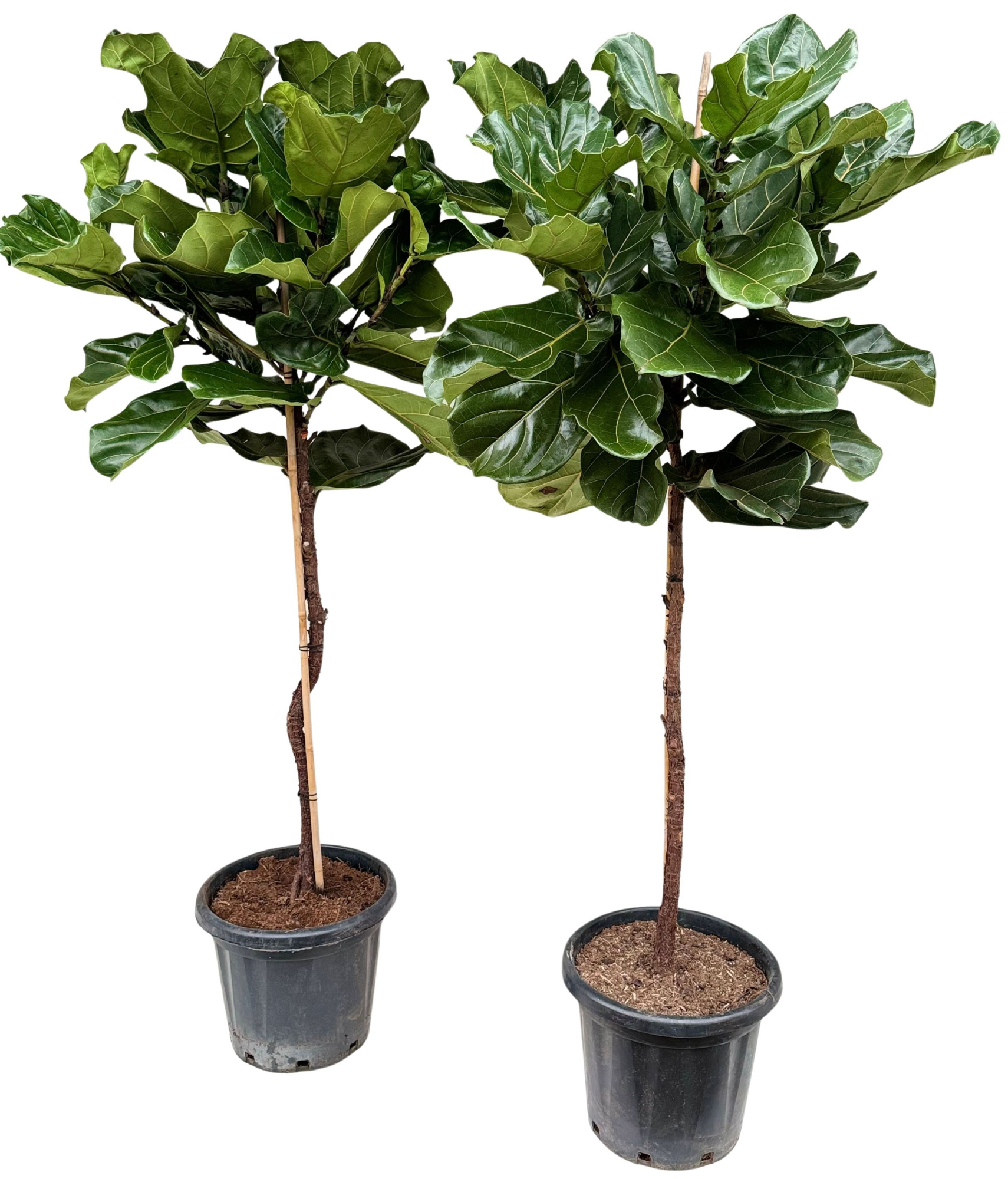 Ficus lyrata P37 stam, D 37