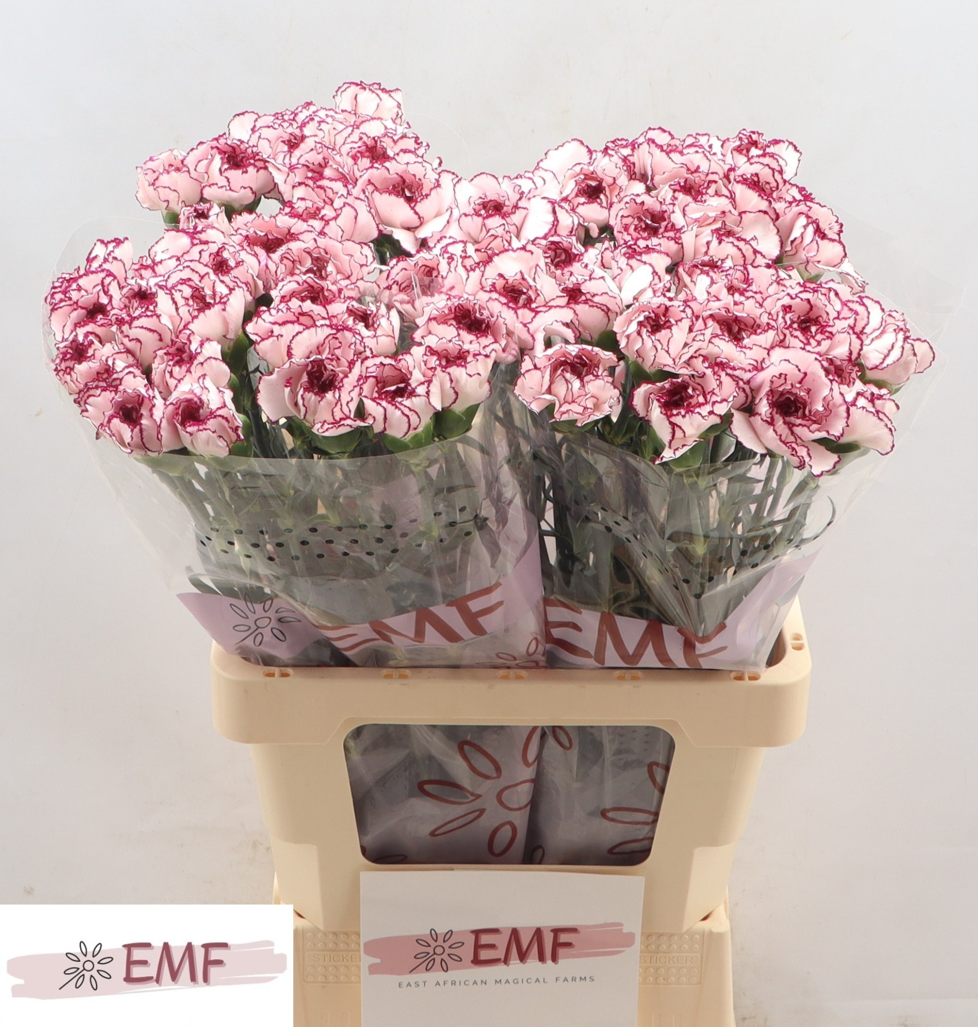 Диантус од. Дамаскус, шт.