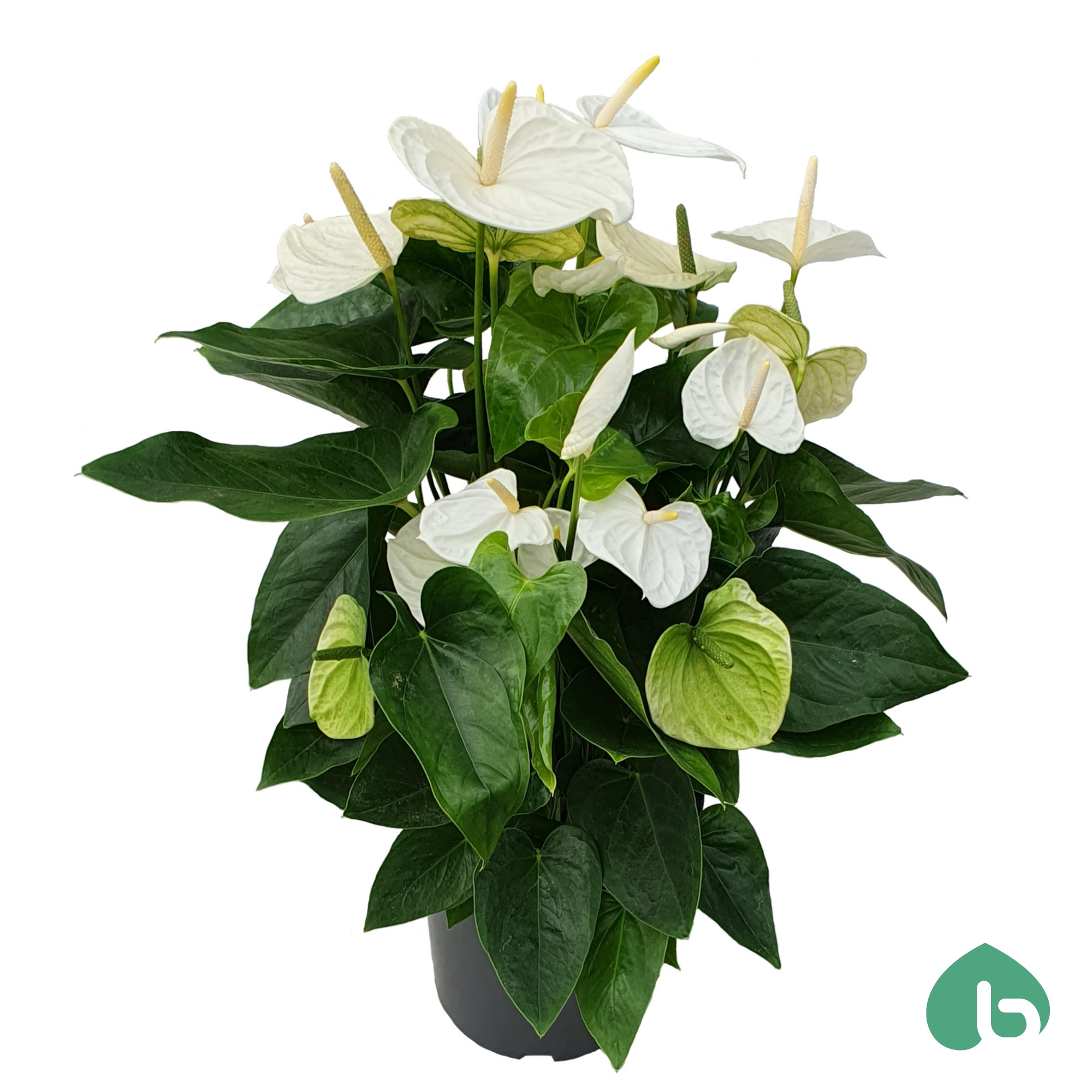 Anthurium White ''Big Flowers'' Alaska, D 24