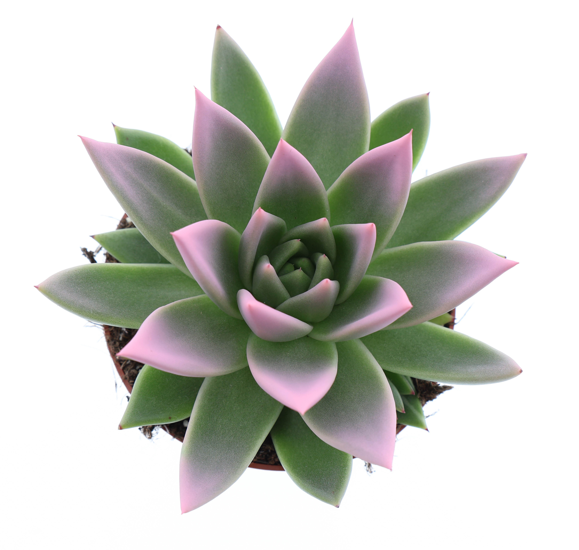 Miranda tips rose, D 10,5 cm