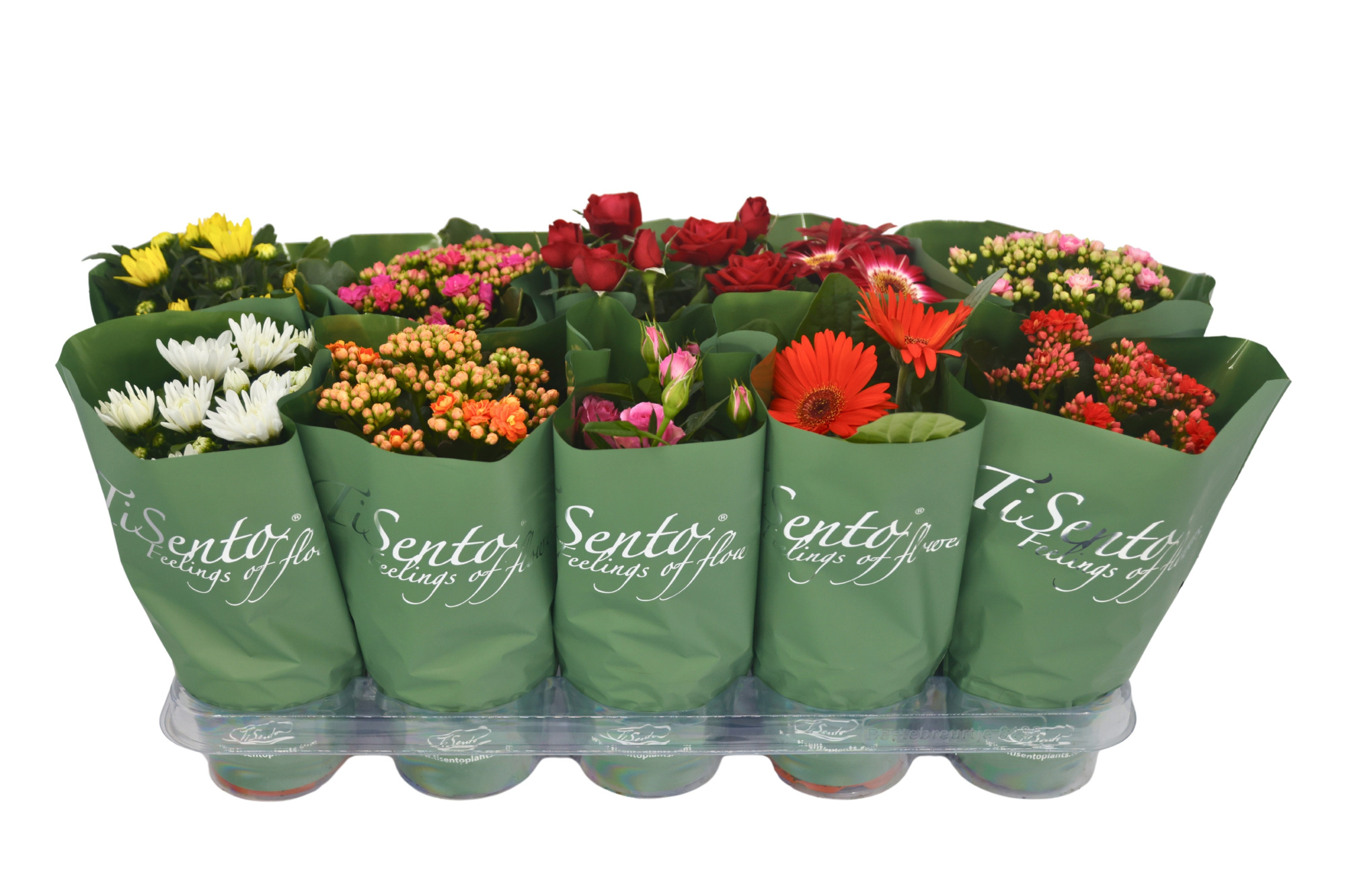 Bloeimix 12 cm | Hoes groen, D 12