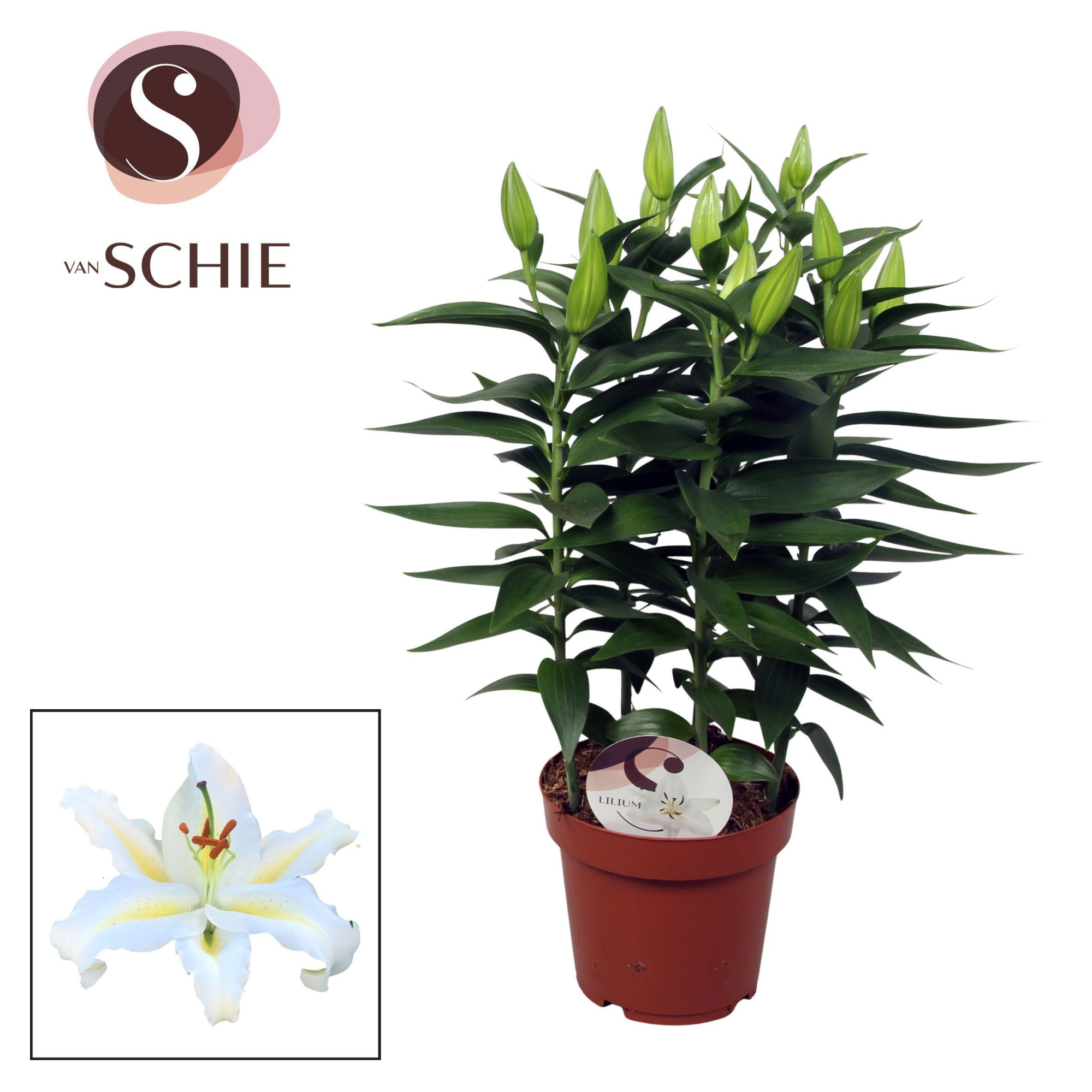 Lilium Or Starlight White 19cm, D 19