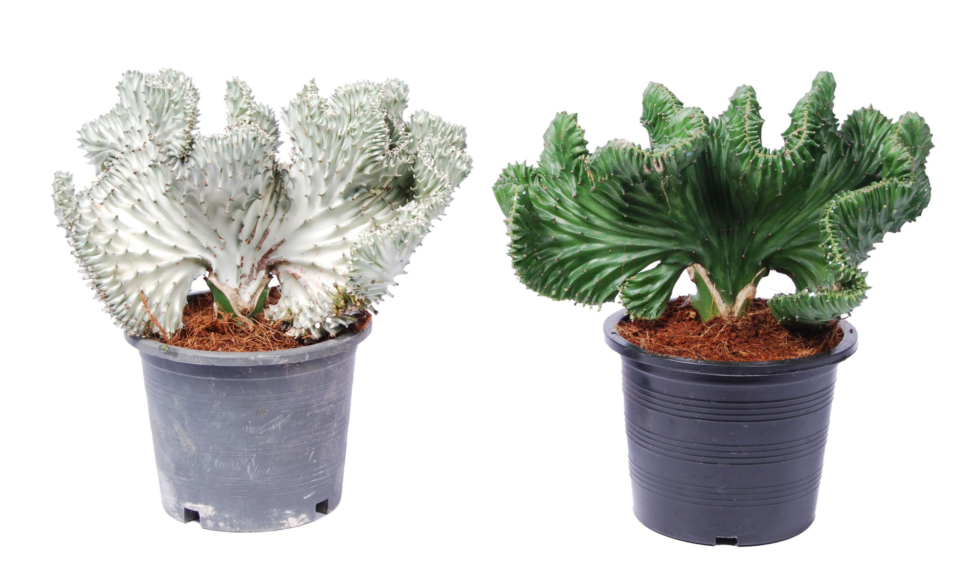 Euphorbia lactea 'Magna' p15, D 15