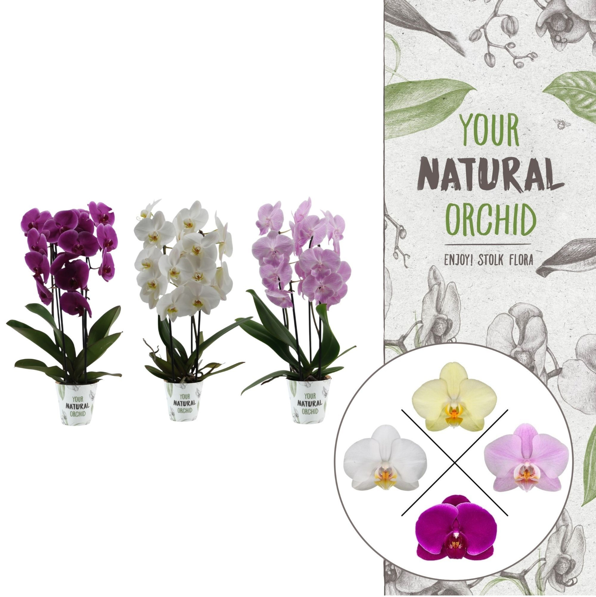 Your Natural Orchid | Cascade mix | Phalaenopsis 2 spike, D 12 cm