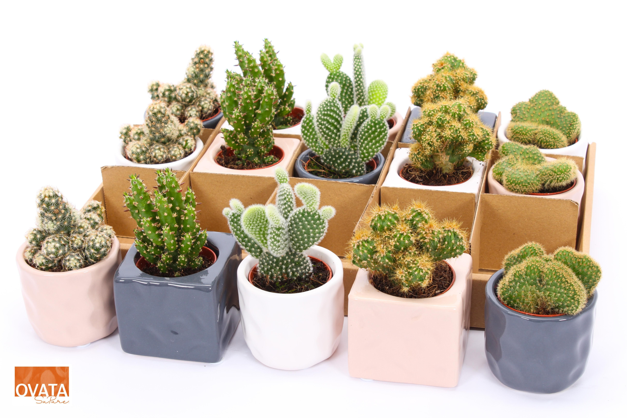 Cactus mix in Davos 7 spines, D 7 cm