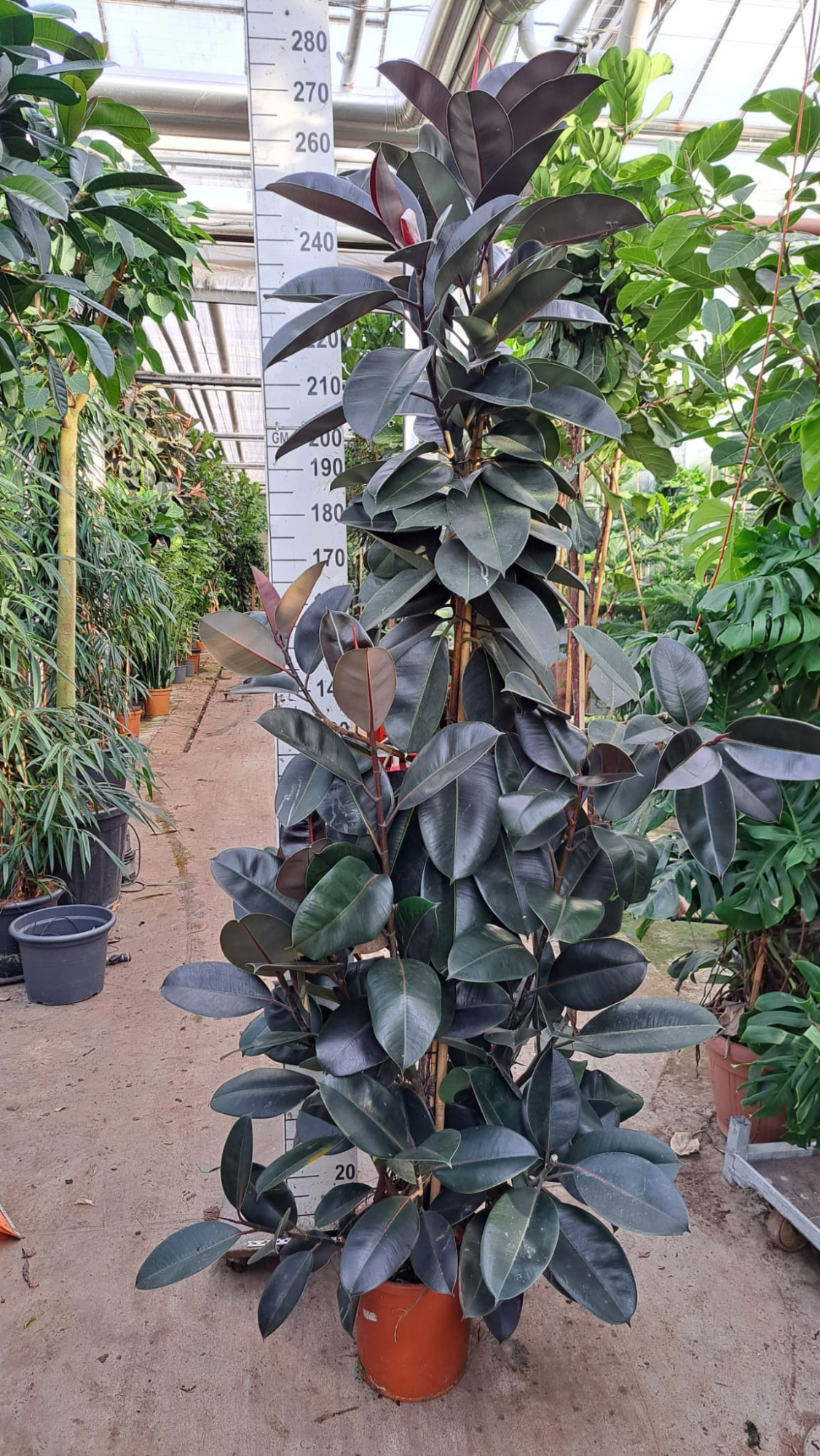 Ficus Elastica Abidjan vertakte toef 250, D 30 cm