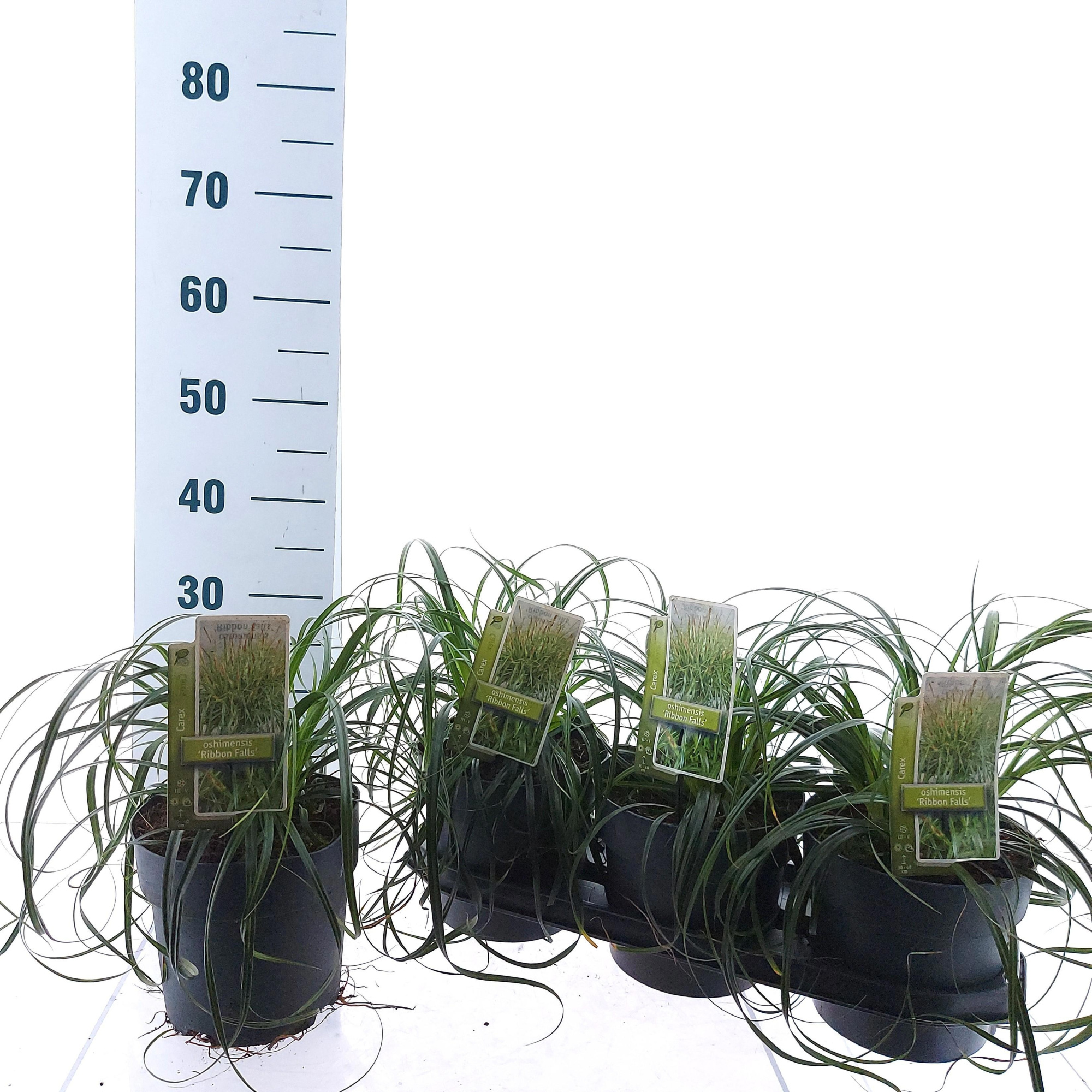 Carex Ribon Falls ('Et Crx02'PBR), D 19 cm