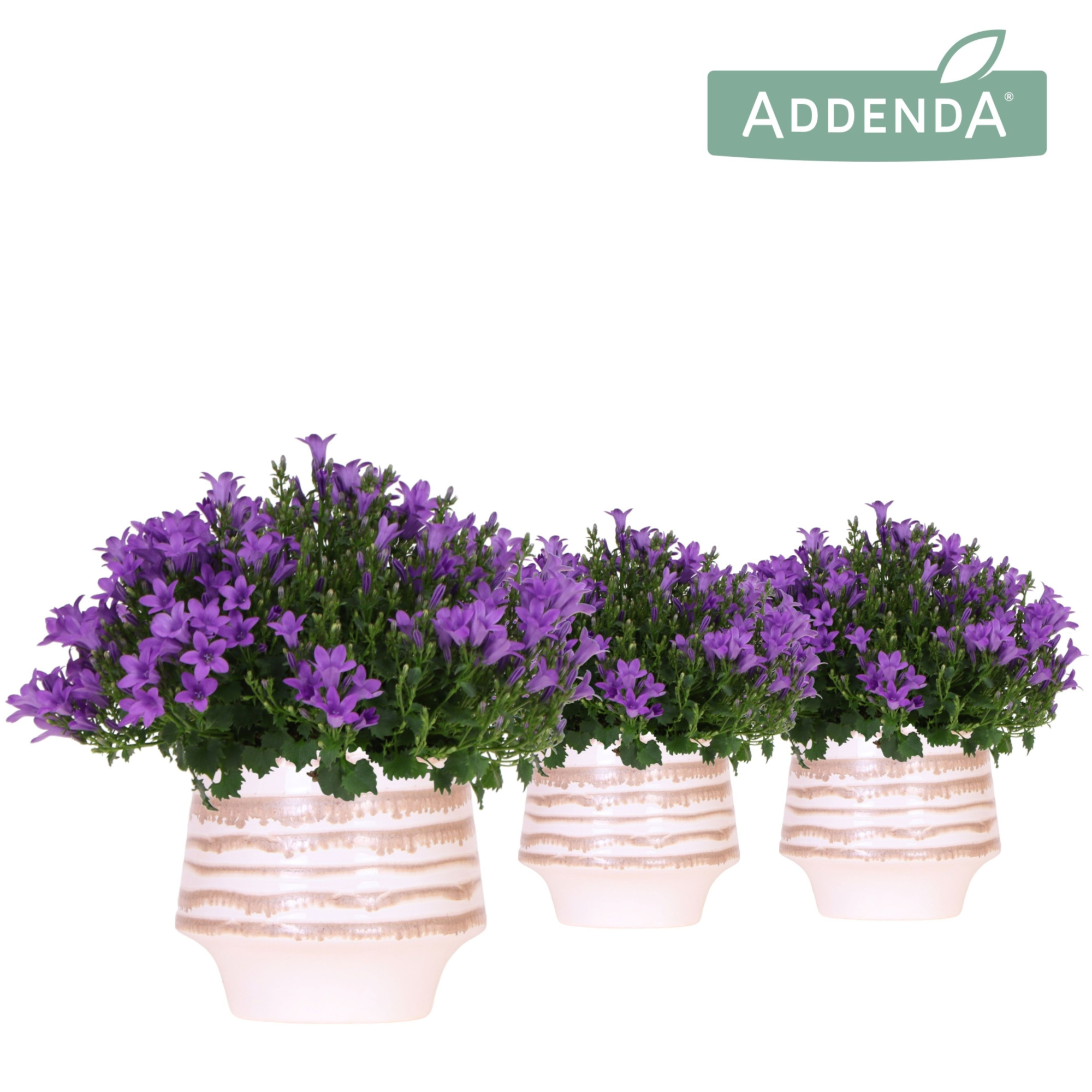 Campanula Addenda Ambella Intense purple in Moonstone pot white, D 12