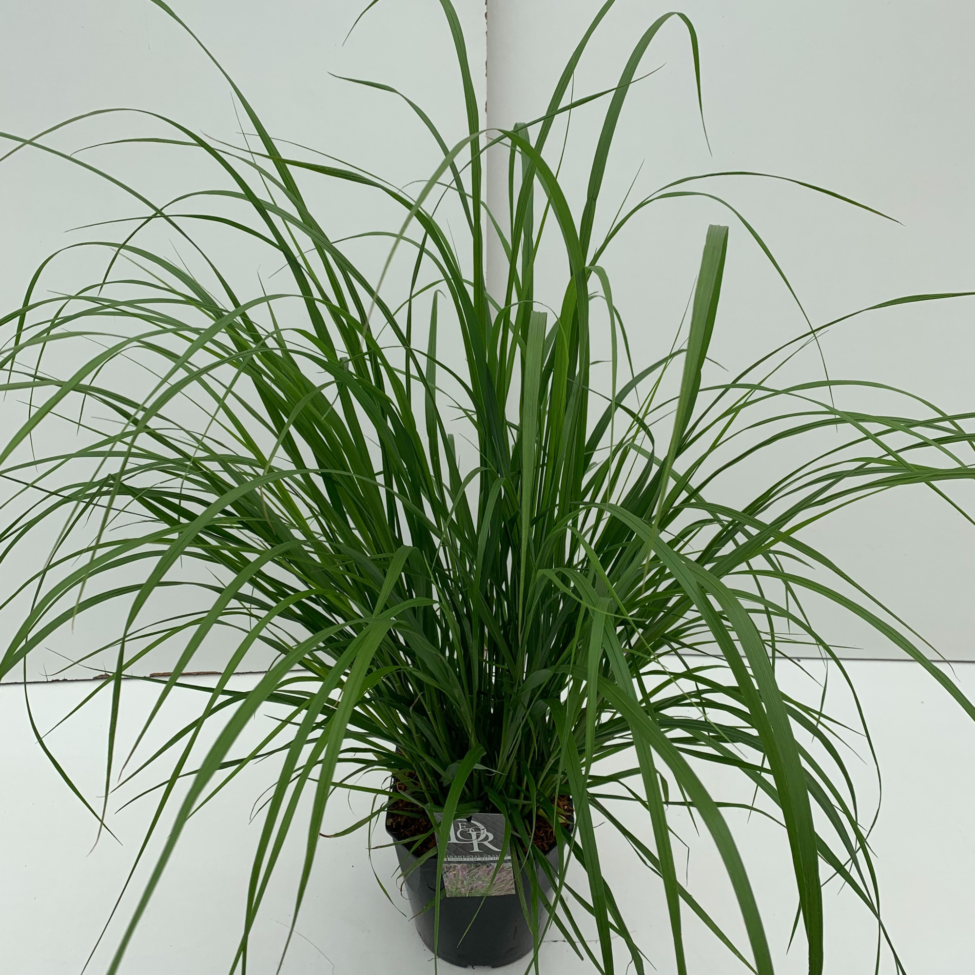 Pennisetum 'Red Head', D 23 cm