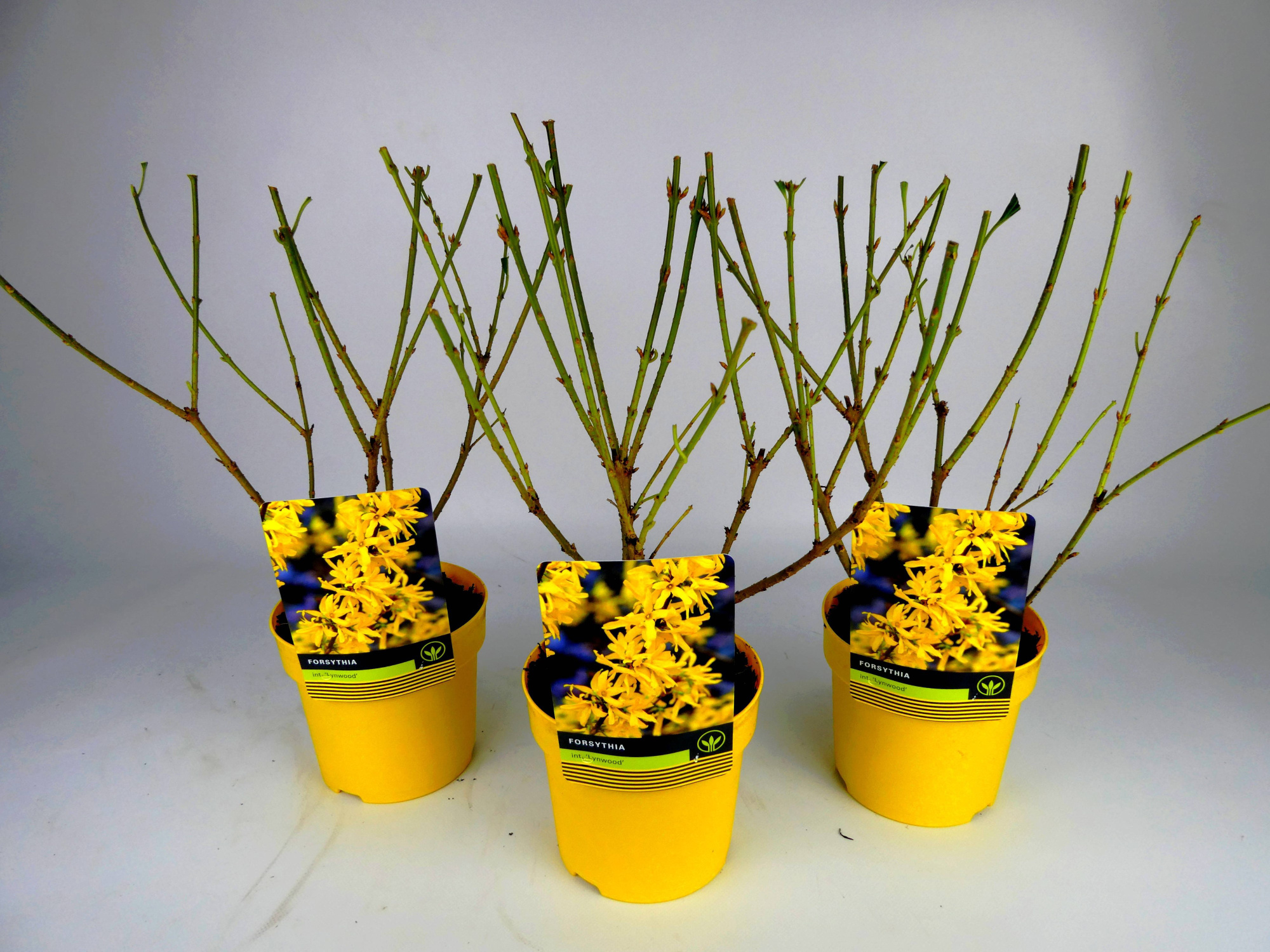 Forsythia 'Lynwood' Kleurpot, D 14