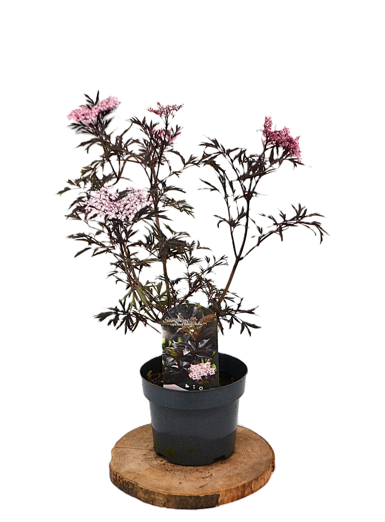 Sambucus nigra Black Lace C3, D 19