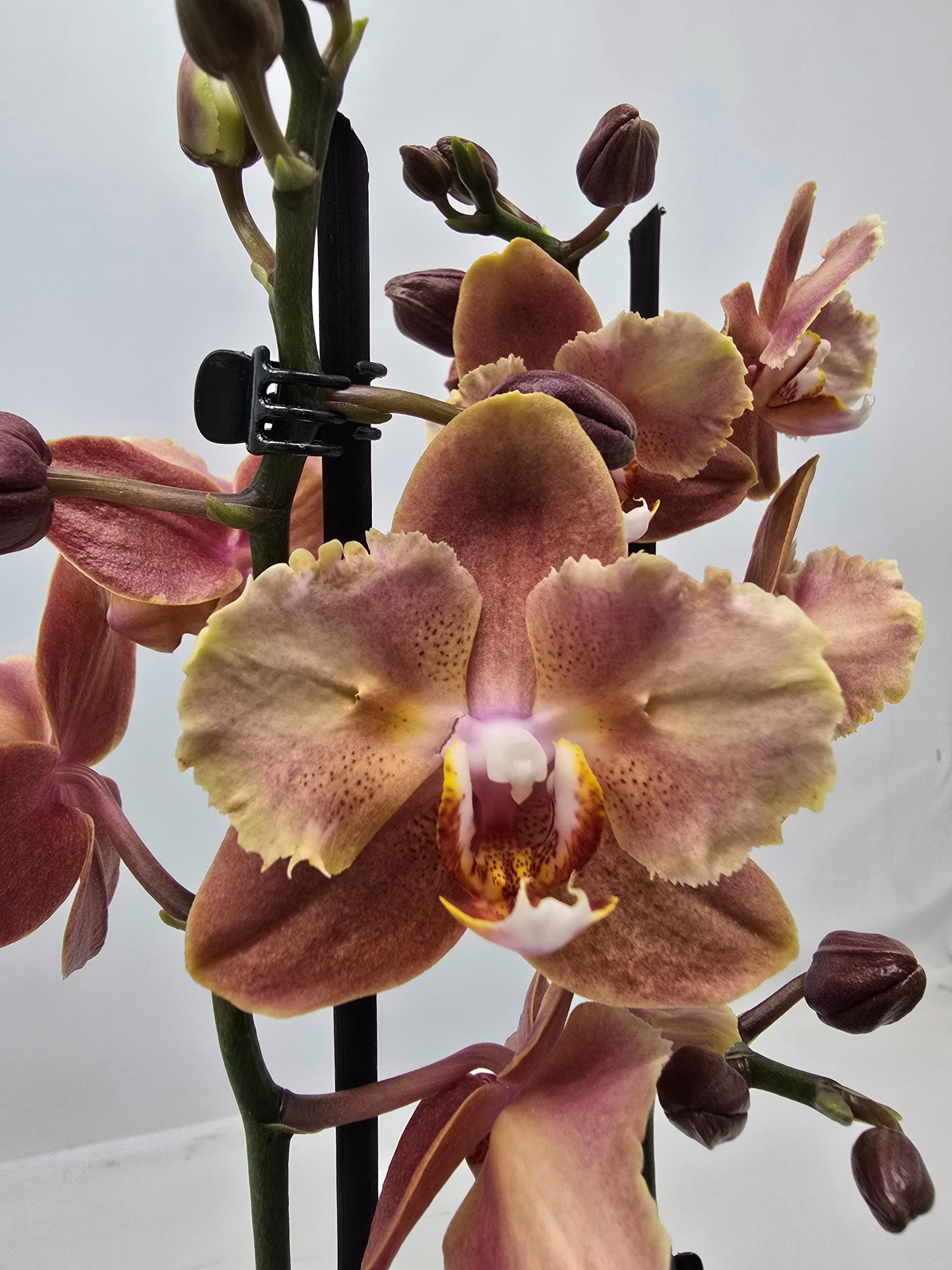 Limited 39 week 5, D 12