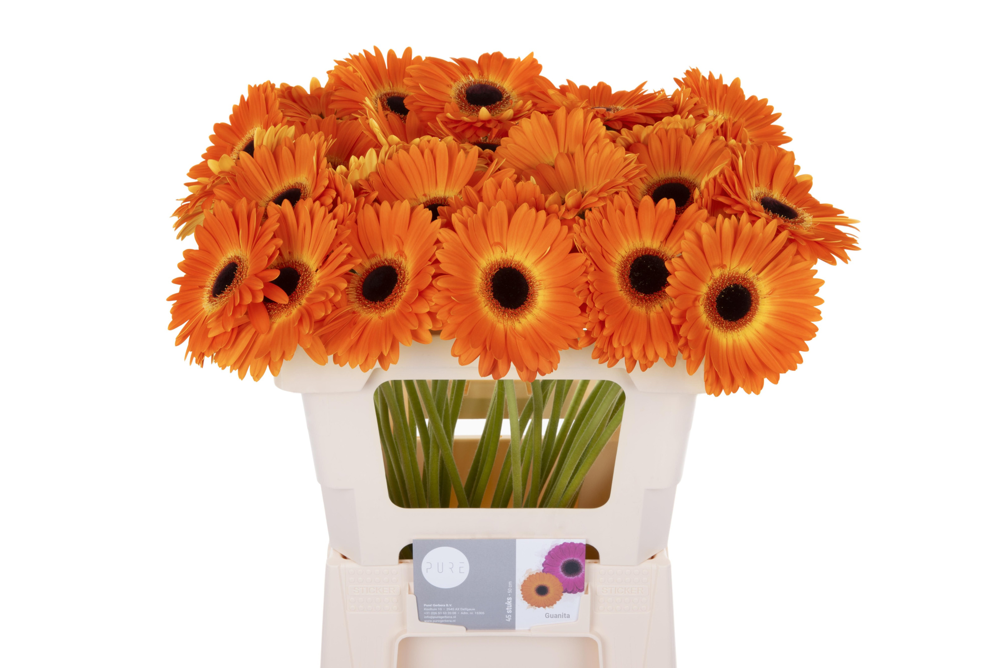 Гербера Медина, шт.