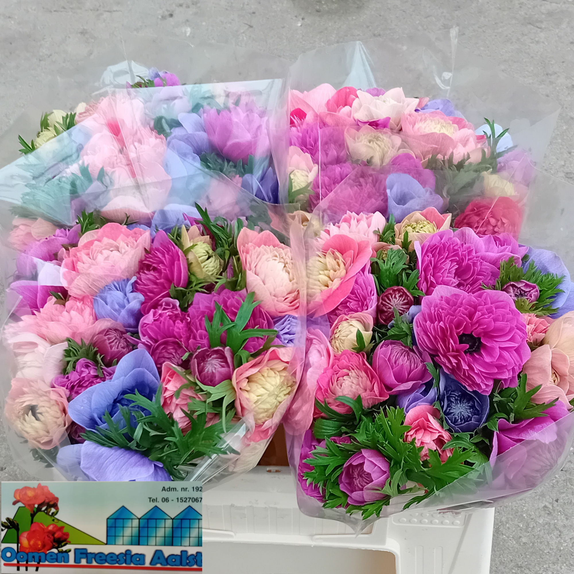 Анемон Леван Блю 30, шт.