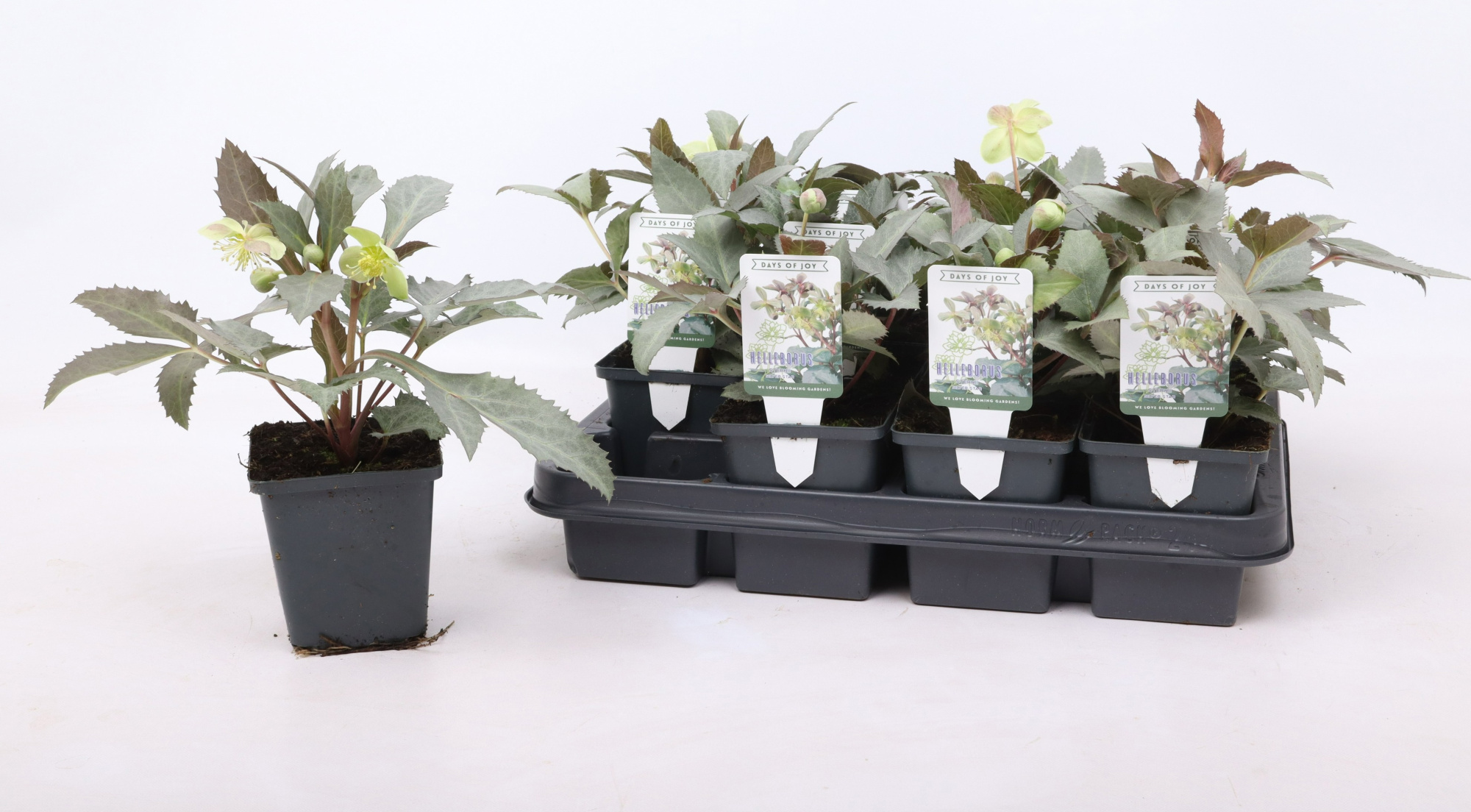 Helleborus sternii 'Silver Star' 9 cm (bloeiend), D 9