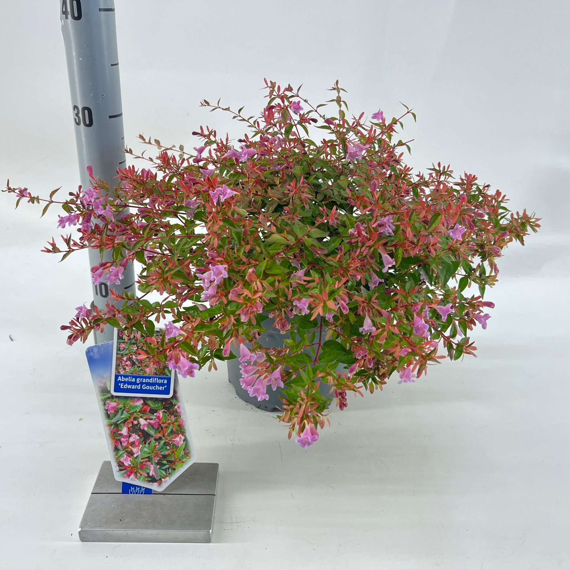 Abelia ‘Edward Goucher’, D 19 cm