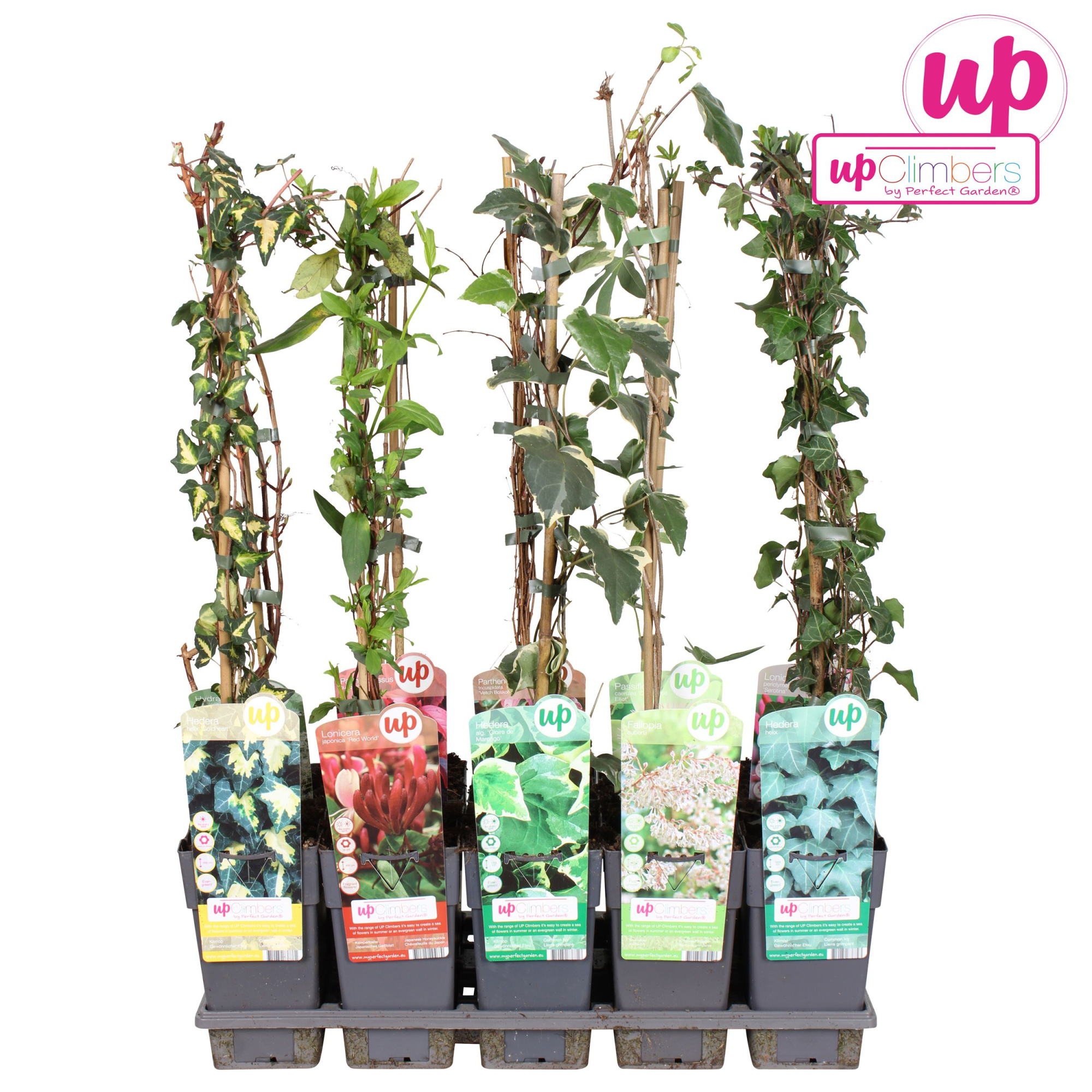 Klimplanten mix tray standaard P15, D 15