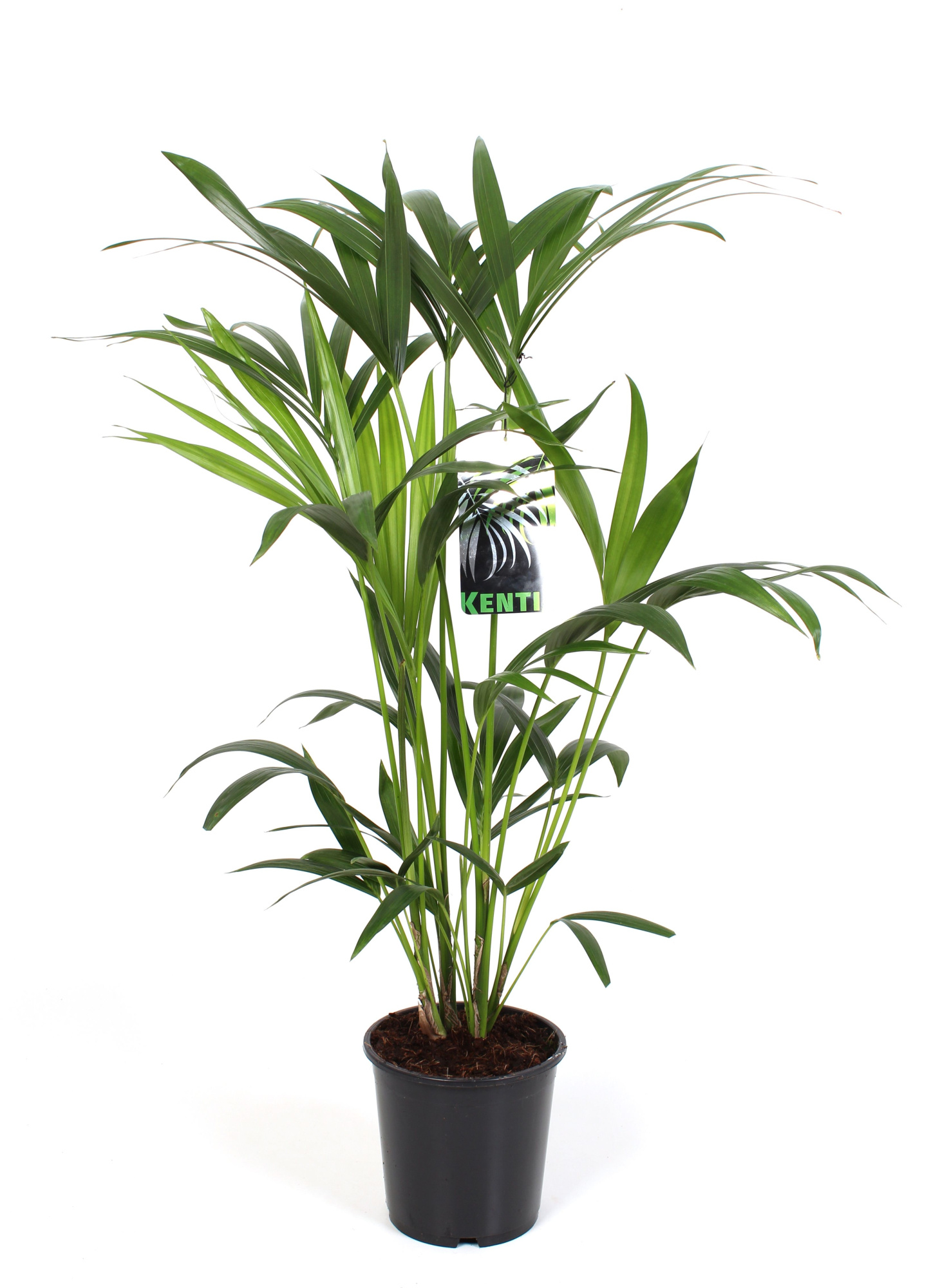 Kentia Howea Forsteriana, 5 stek p/pot, D 19 cm