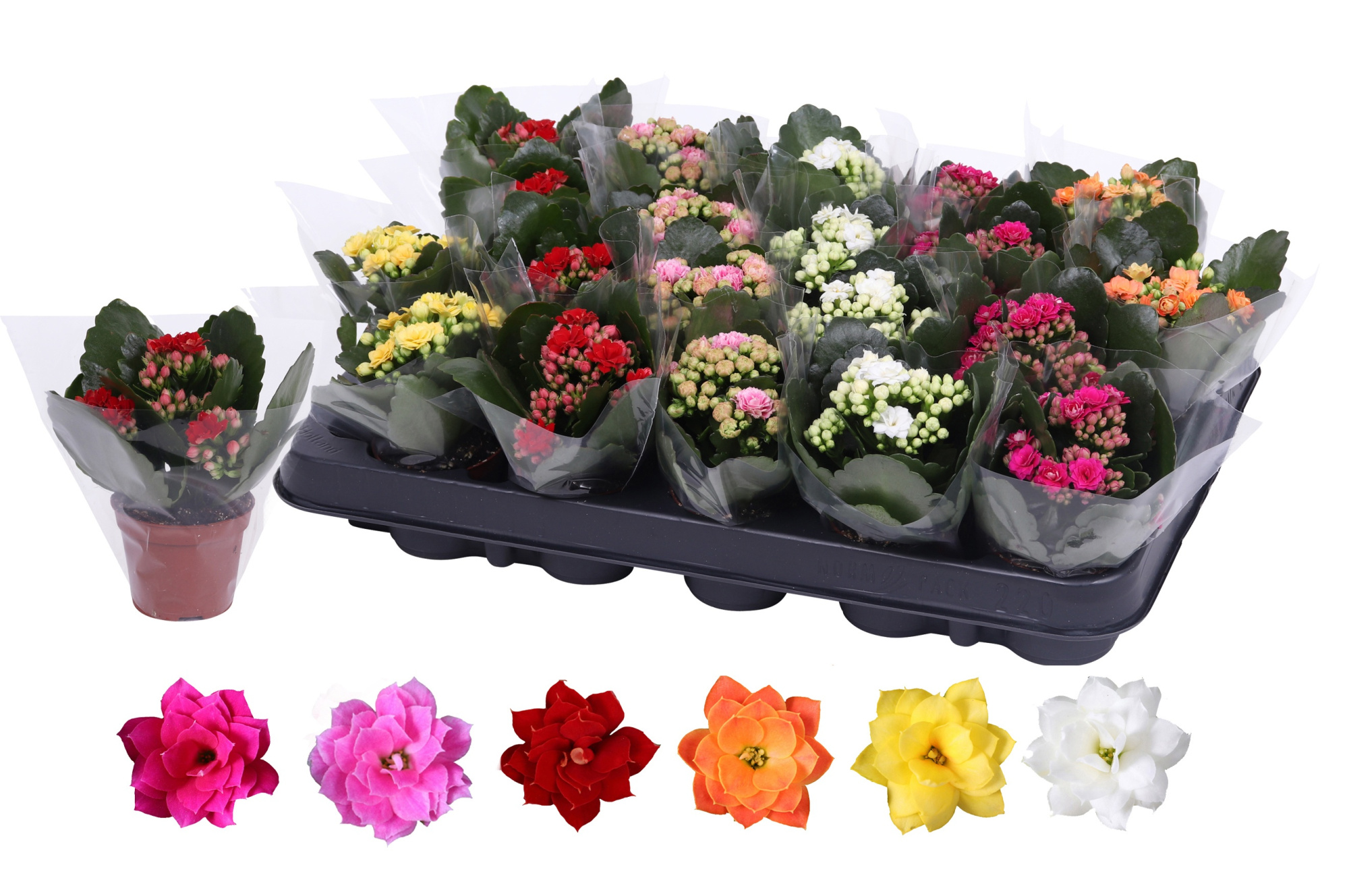 Kalanchoe Rosalina 06cm mix, blanco hoes, D 6