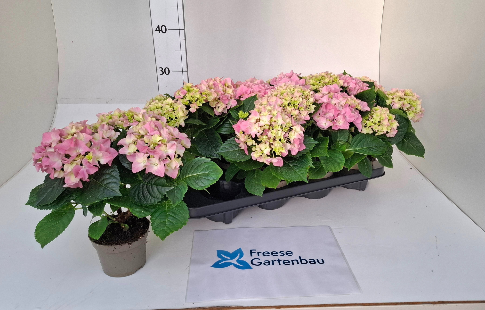 Hydrangea macrophylla, D 10