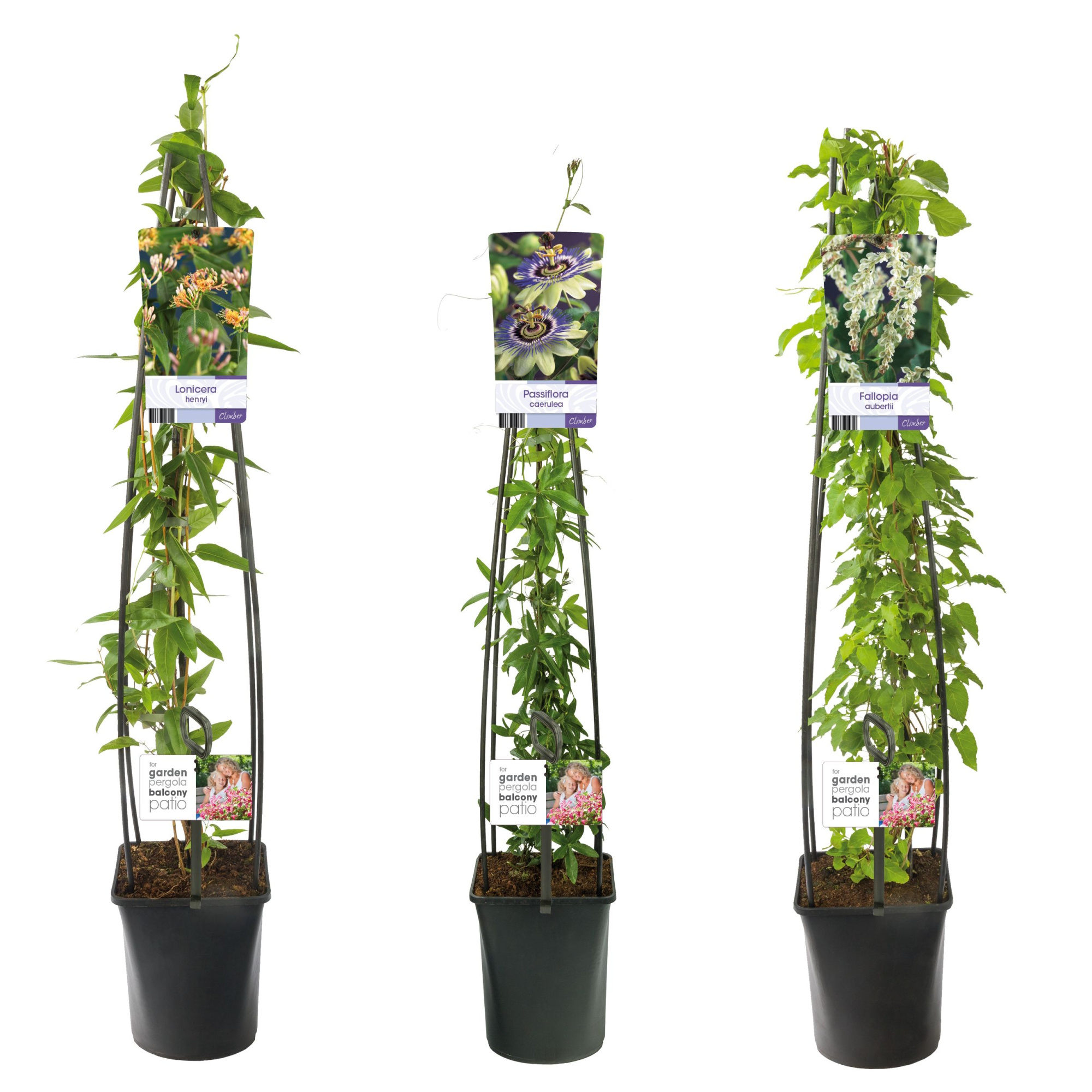 Mixshelf Climbers without Clematis +light label, D 23