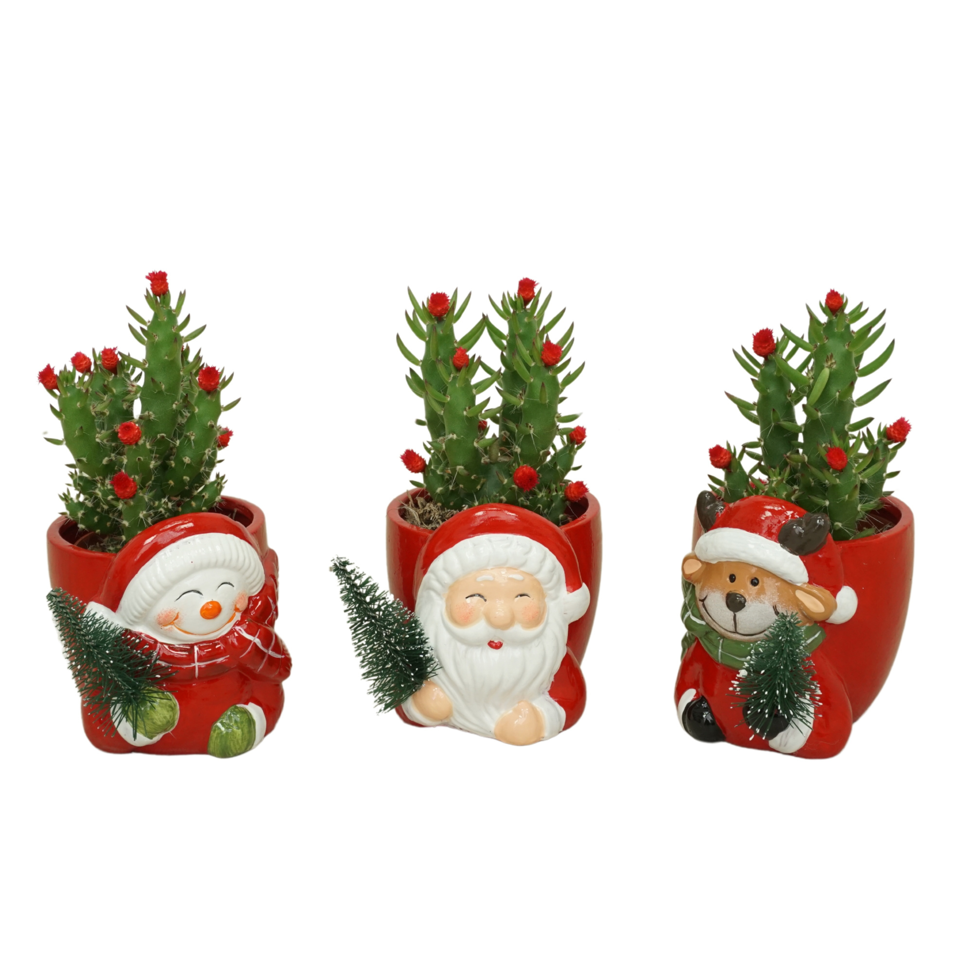 Opuntia rode strobloem in 8 cm Kerstplanter, D 5,5 cm