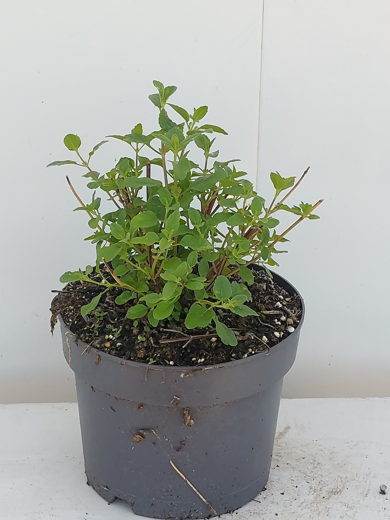 Salvia Micr, Hot Lipps, D 17 cm