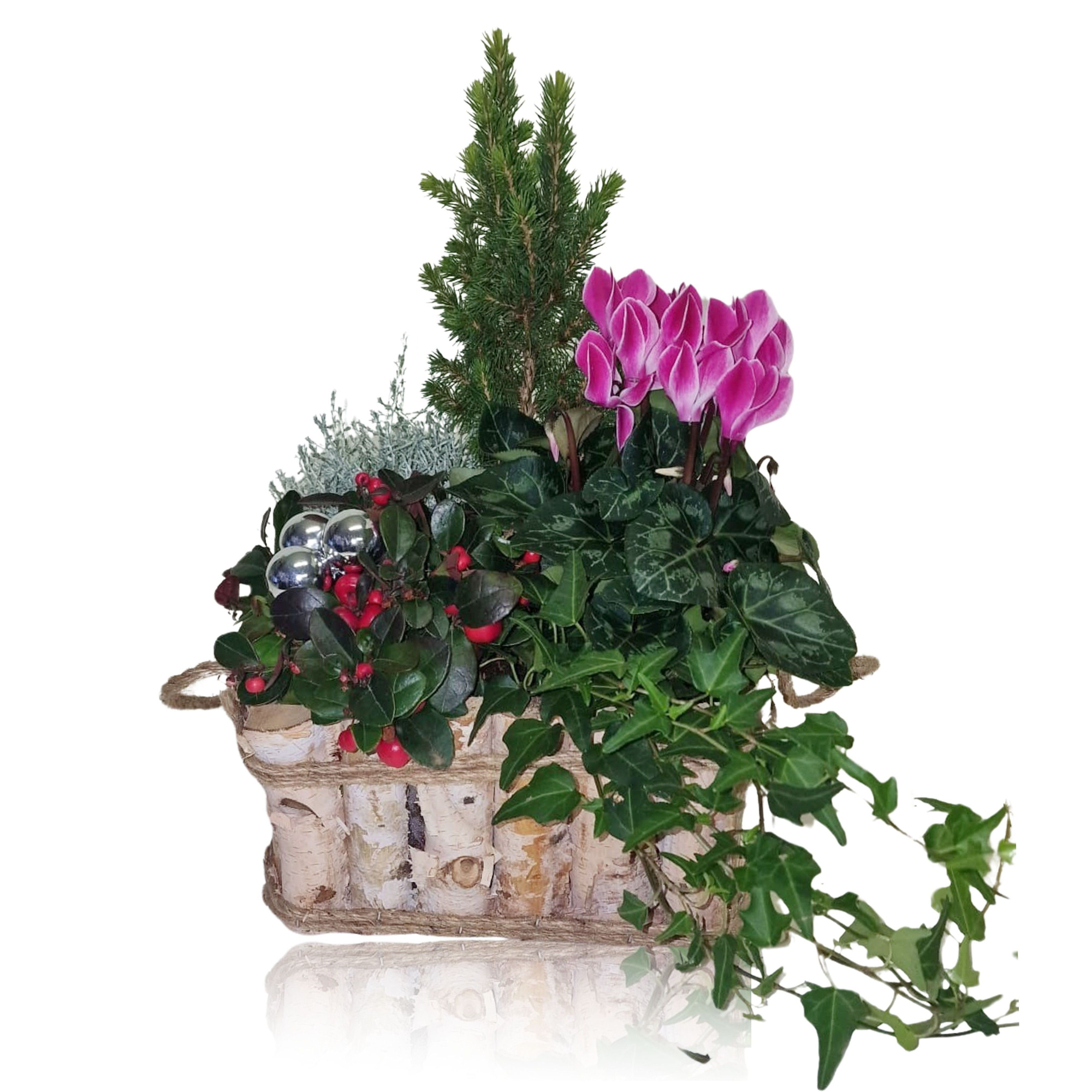 Collectie Anna Winter Specials Arrangement in Houten Bak Vierkant 24 cm, D 24