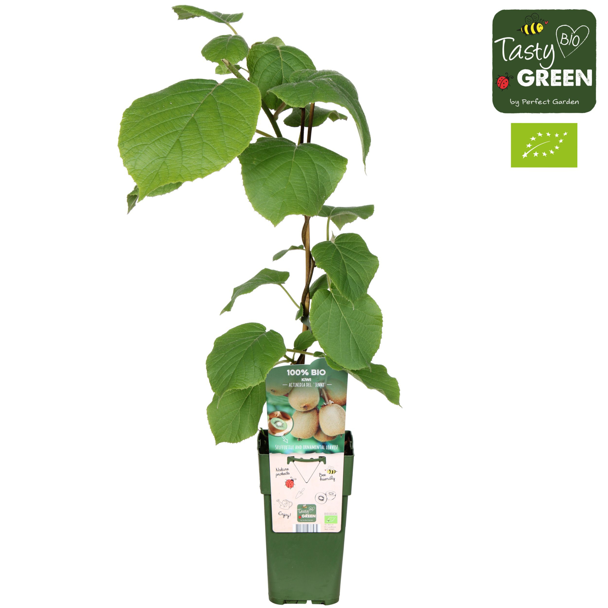 Actinidia deliciosa 'Jenny' Bio P15, D 15 cm