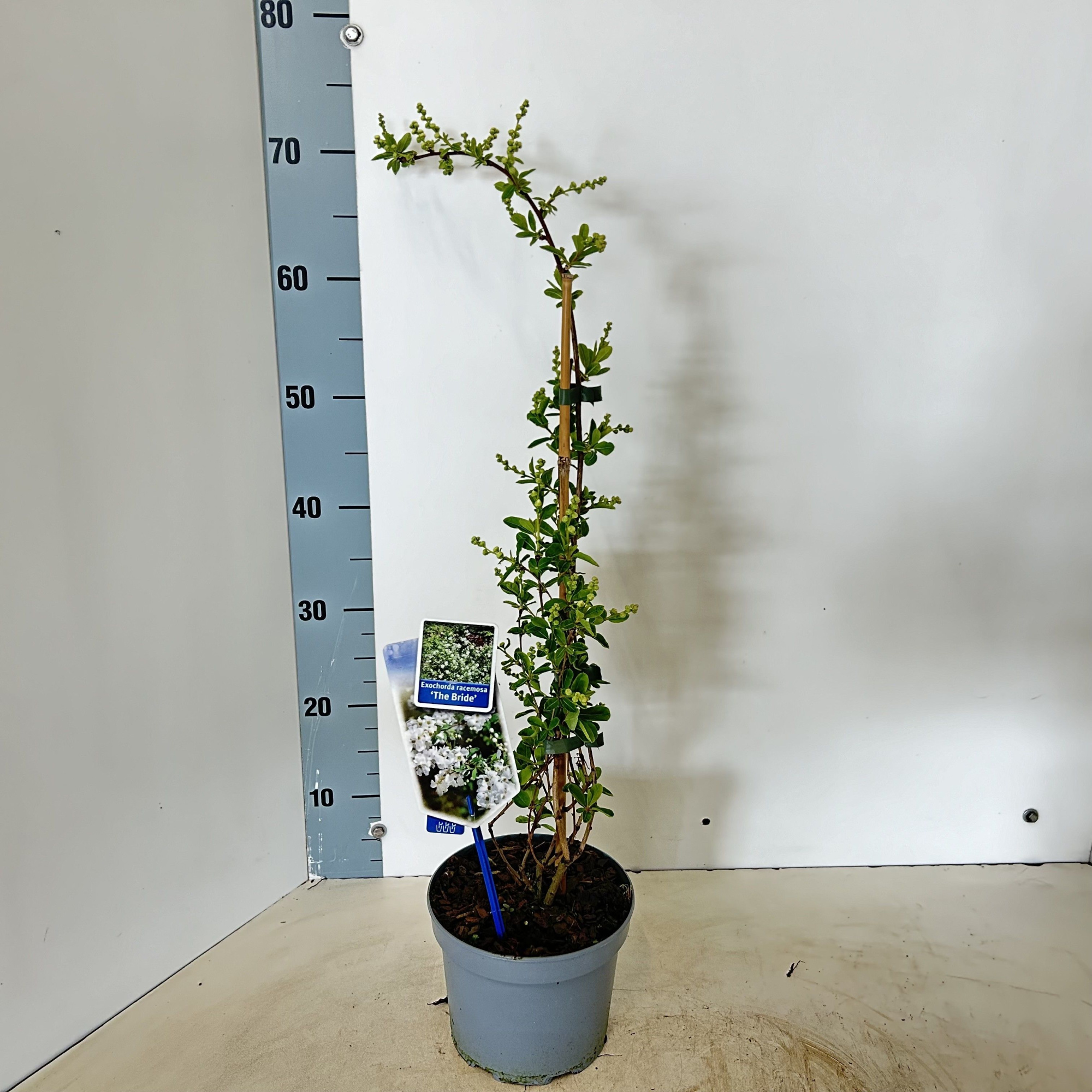 Exochorda macr. 'The Bride' - gestokt, D 17 cm