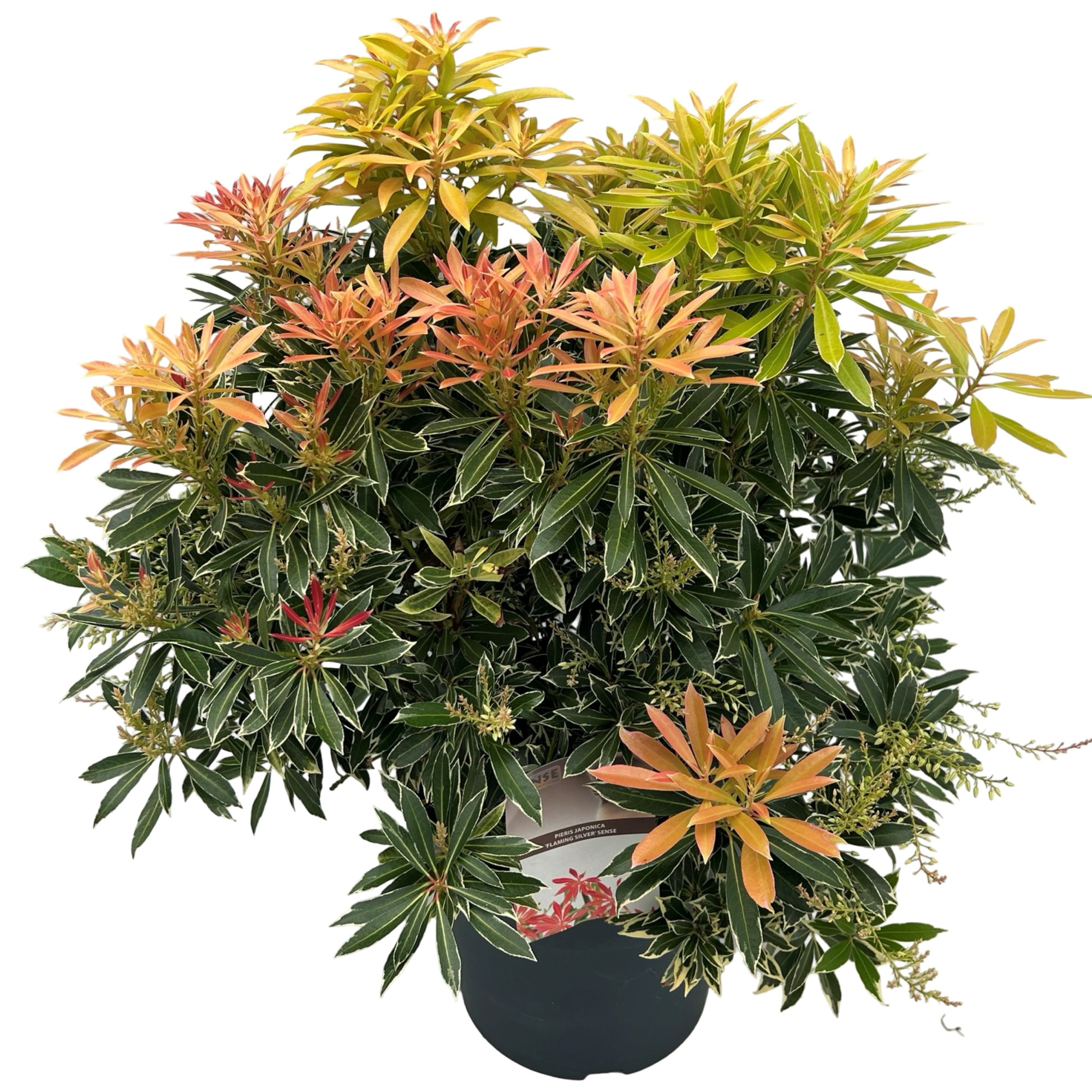 Pieris jap. 'Flaming Silver' sense, D 27 cm