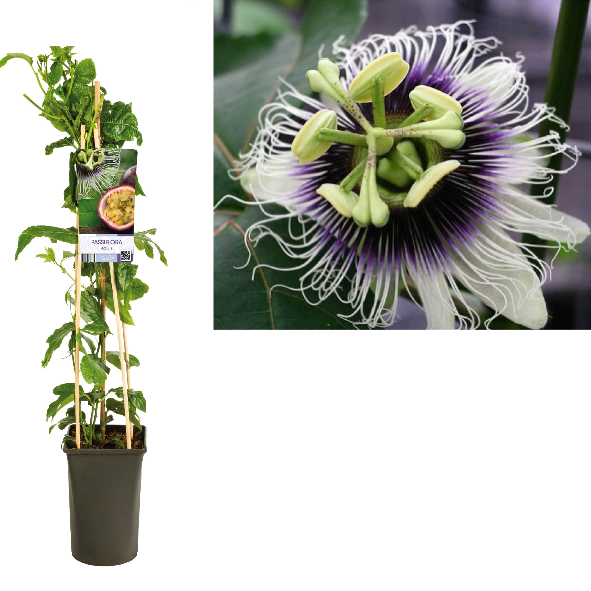 Passiflora 'Edulis' +light label, D 17 cm