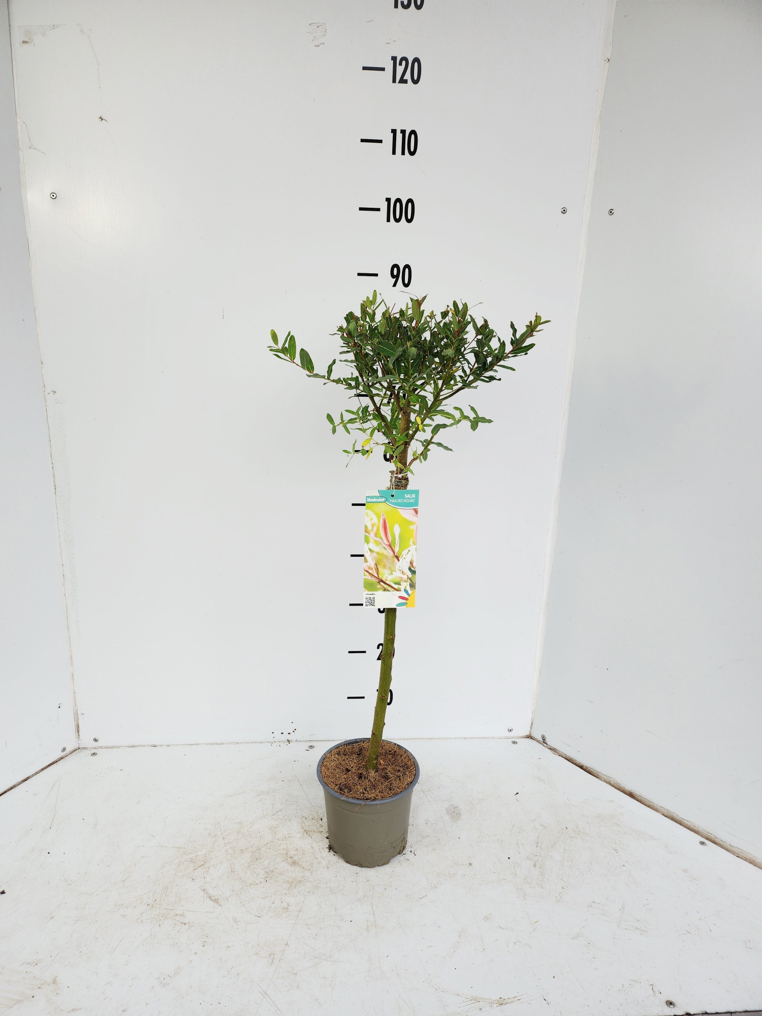Salix integra Hakuro Nishiki, D 17 cm