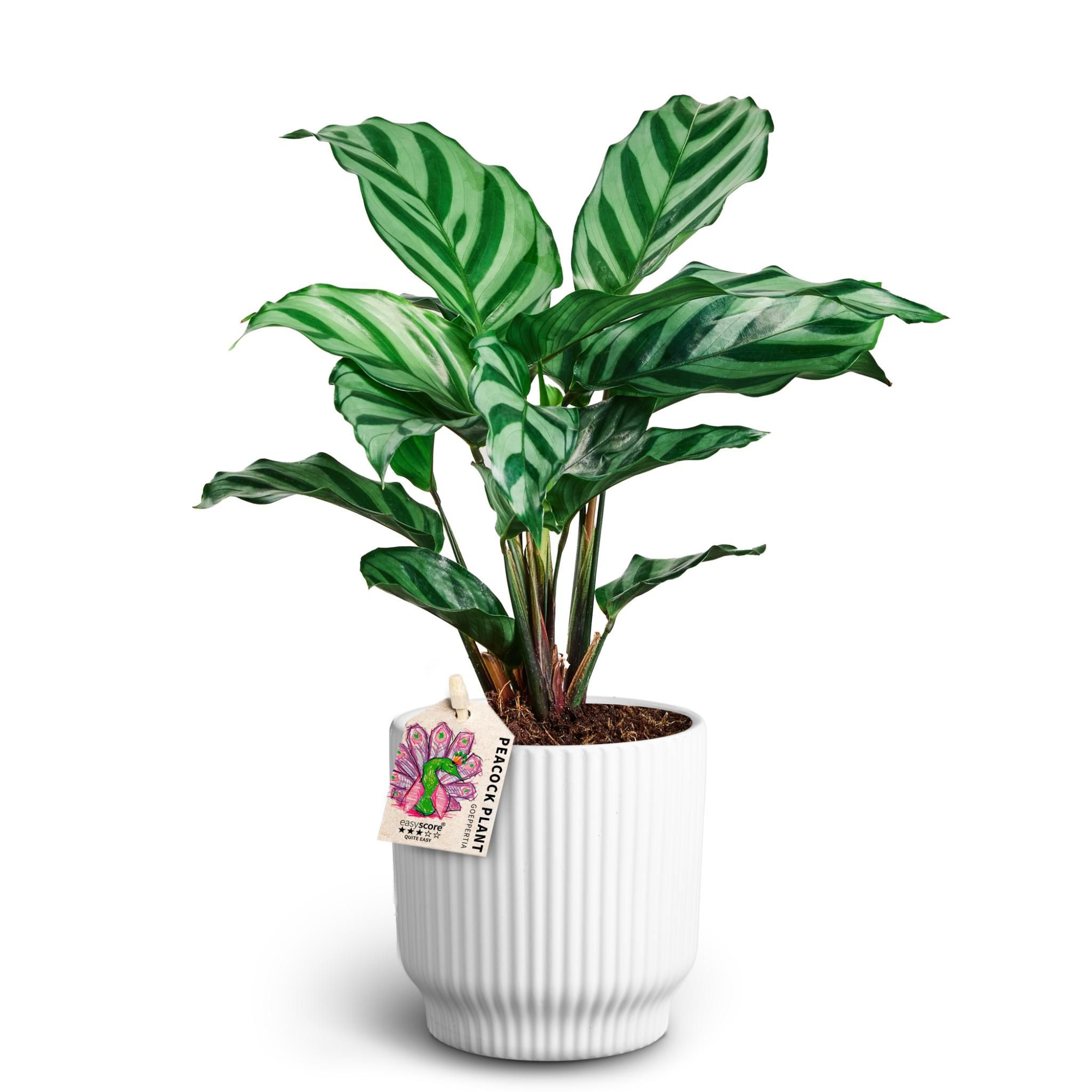 Nordic White, Calathea ´Freddy´, D 10