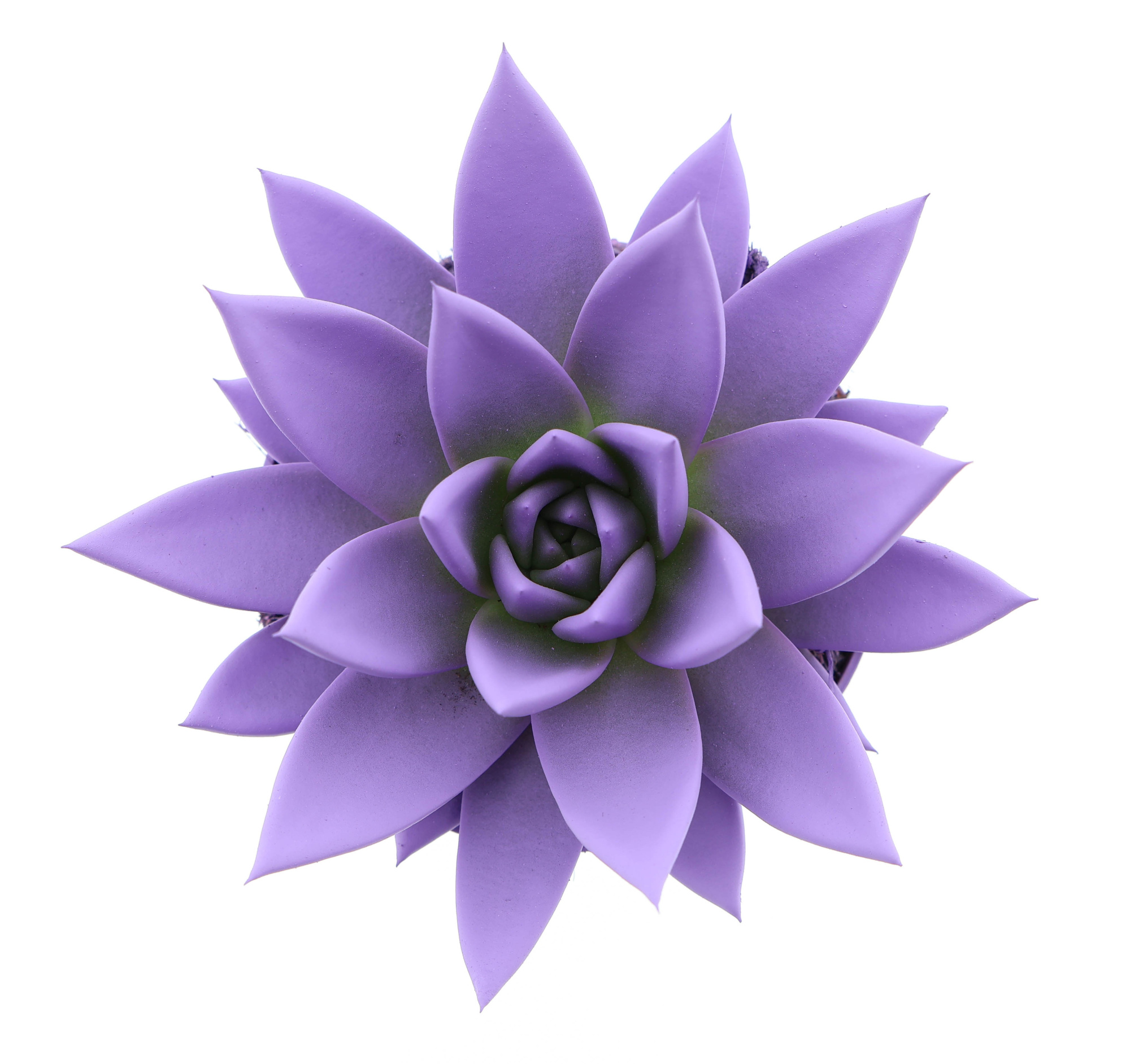 Rainbow purple, D 10,5 cm