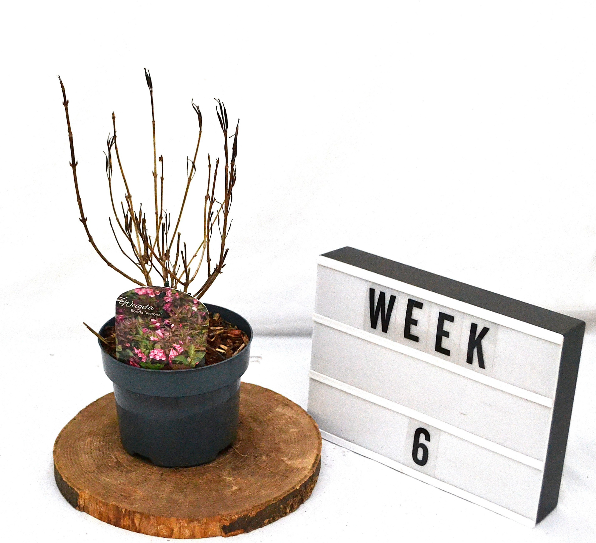 Weigela florida Victoria C2, D 17