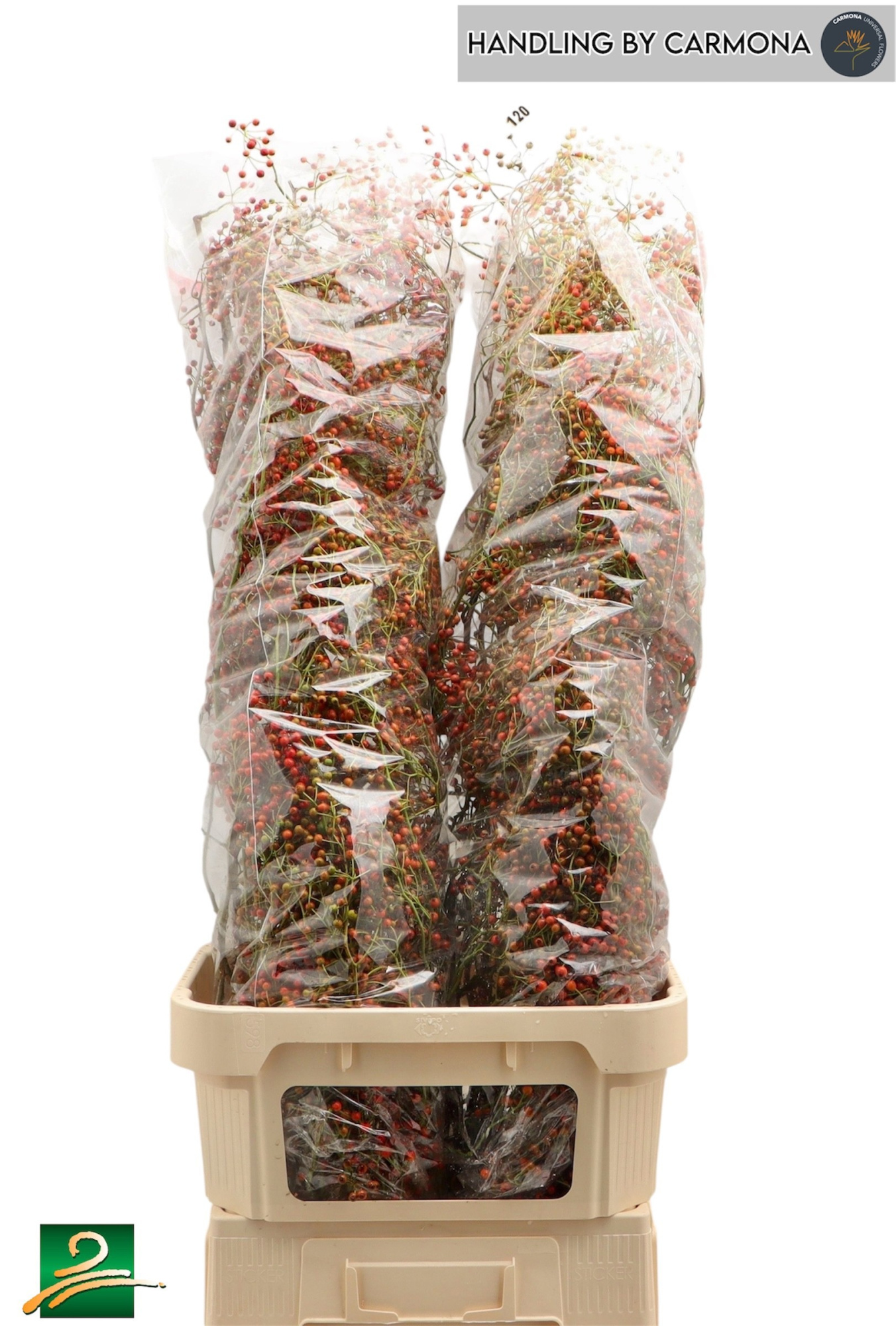 Рузботель Коралло 120, шт.