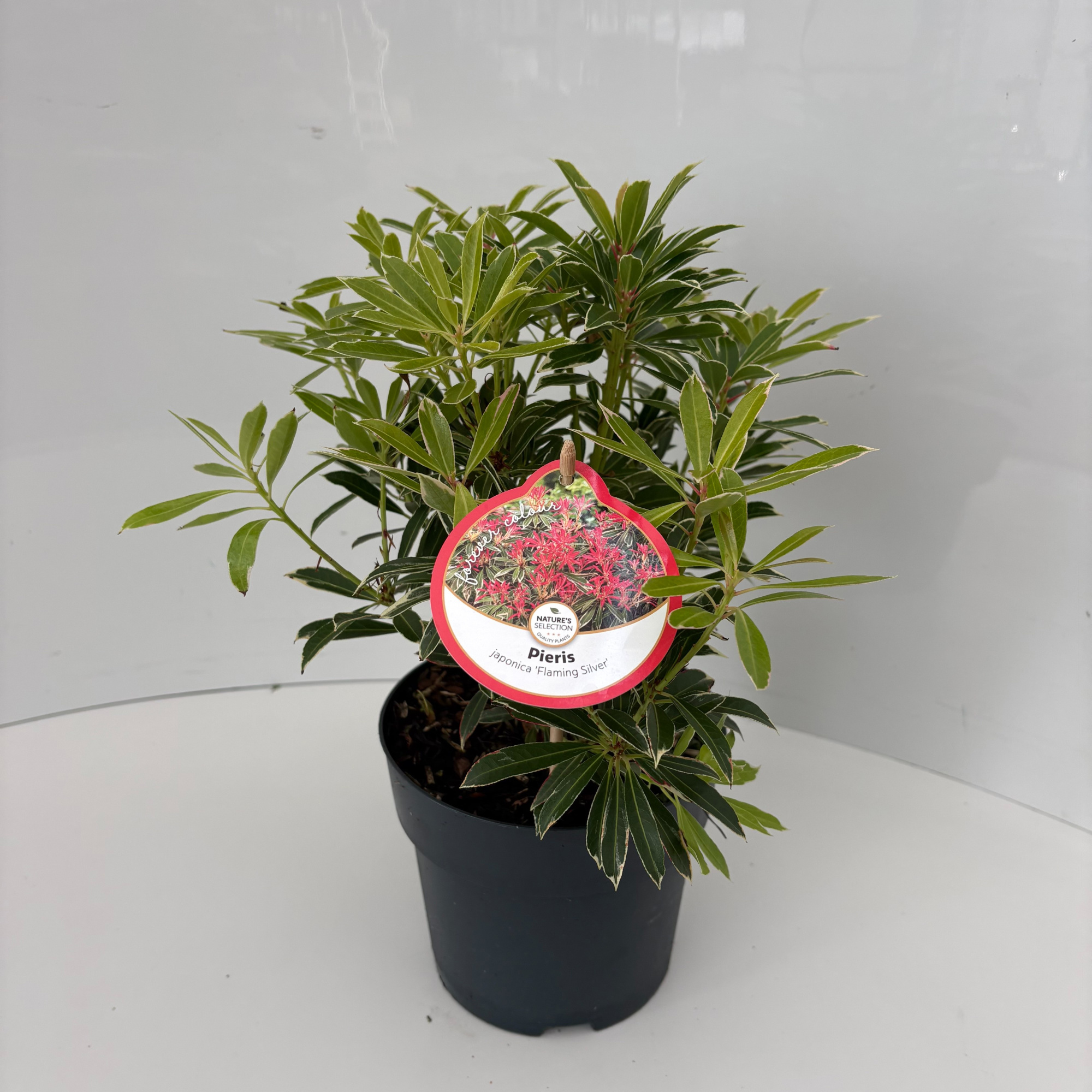 Pieris jap. 'Flaming Silver', D 17 cm