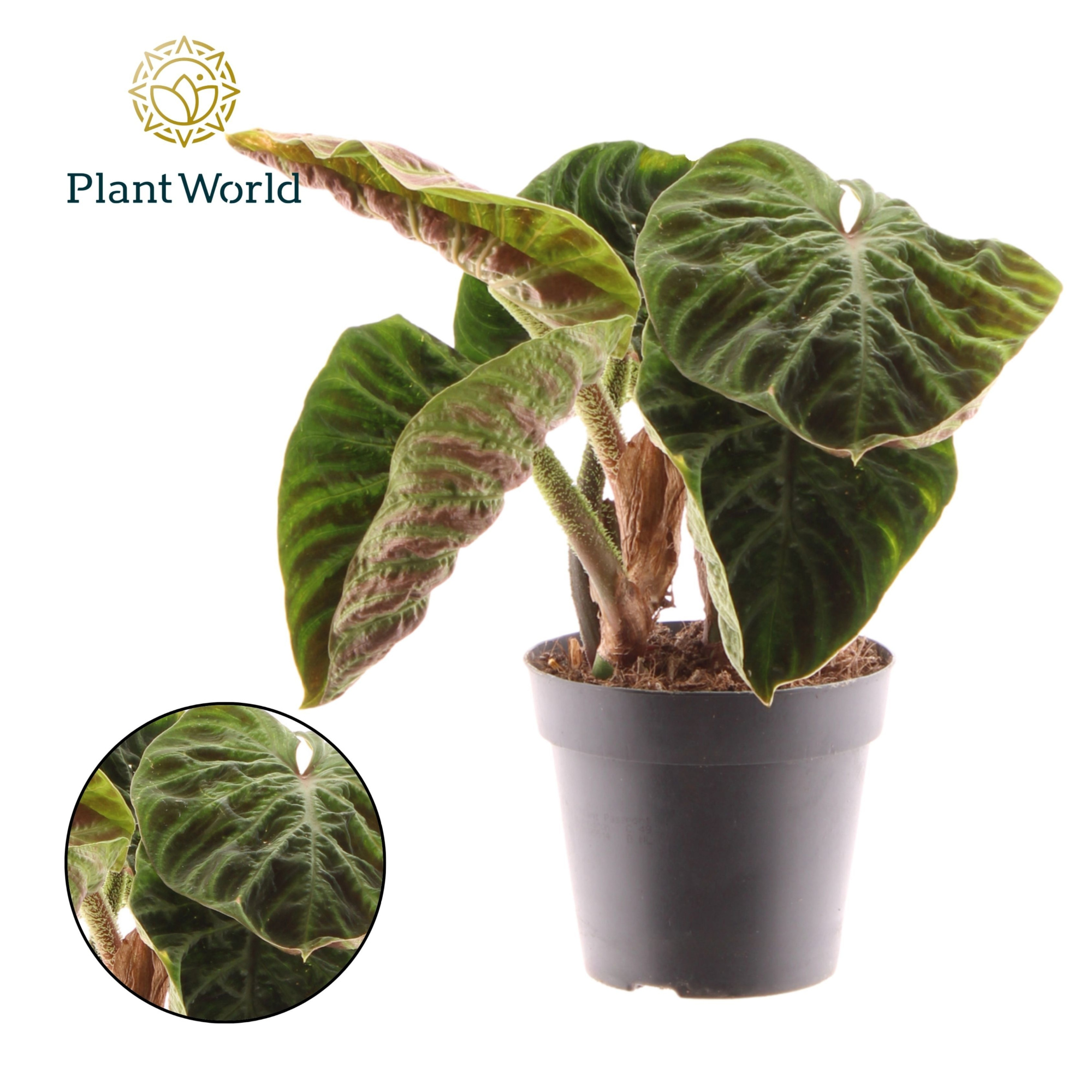 Philodendron Verrucosum Incensi compactum, D 12 cm