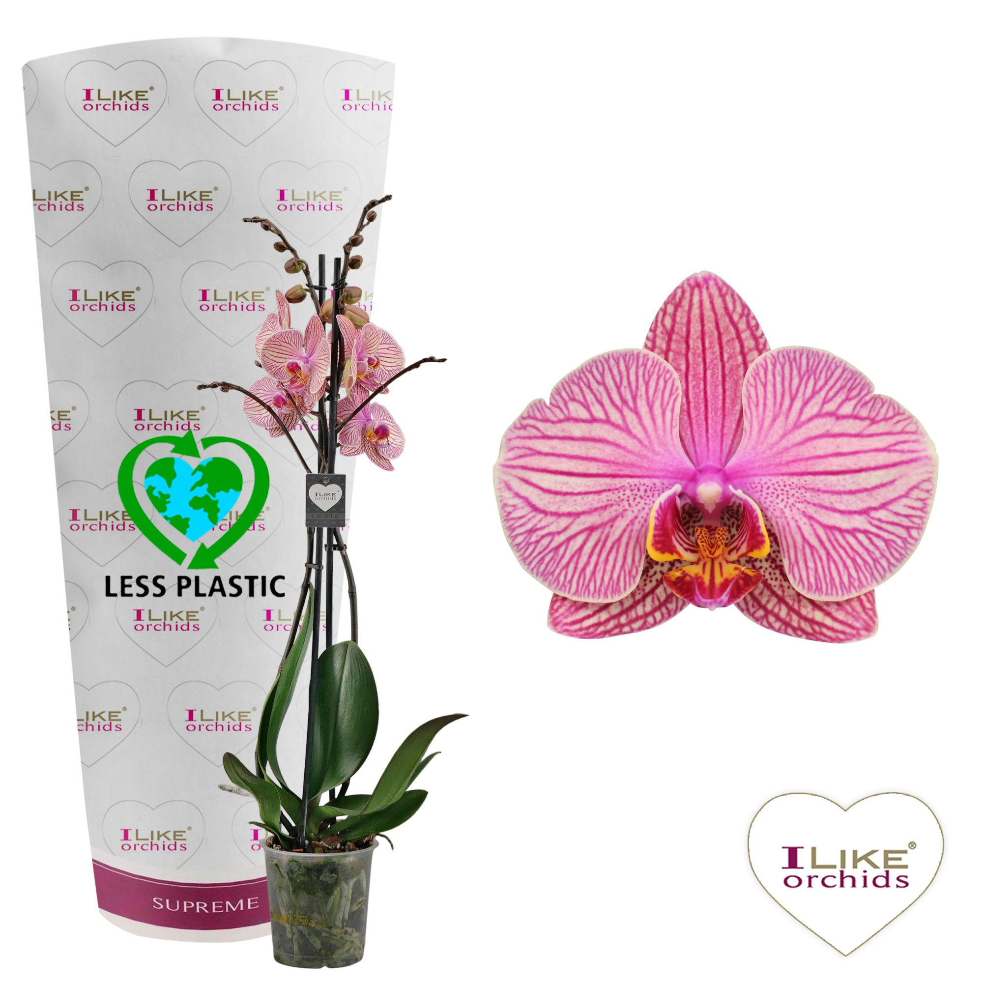 Phalaenopsis Jupiter - 2 tak 60cm (Less Plastic), D 12