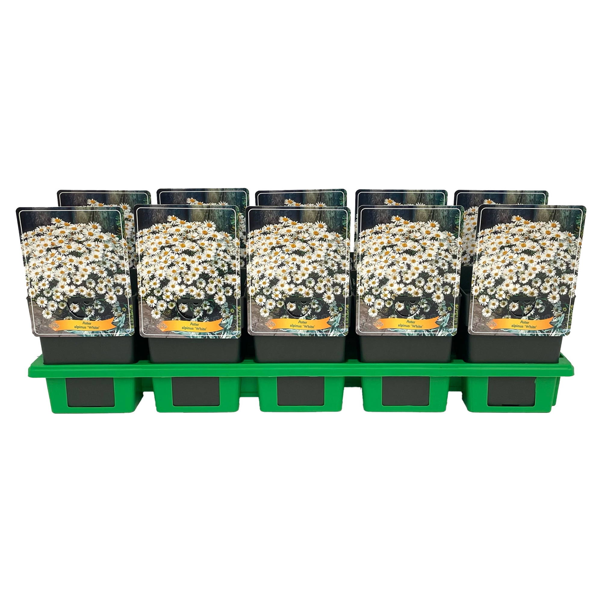 Aster alpinus 'White' P11, D 11