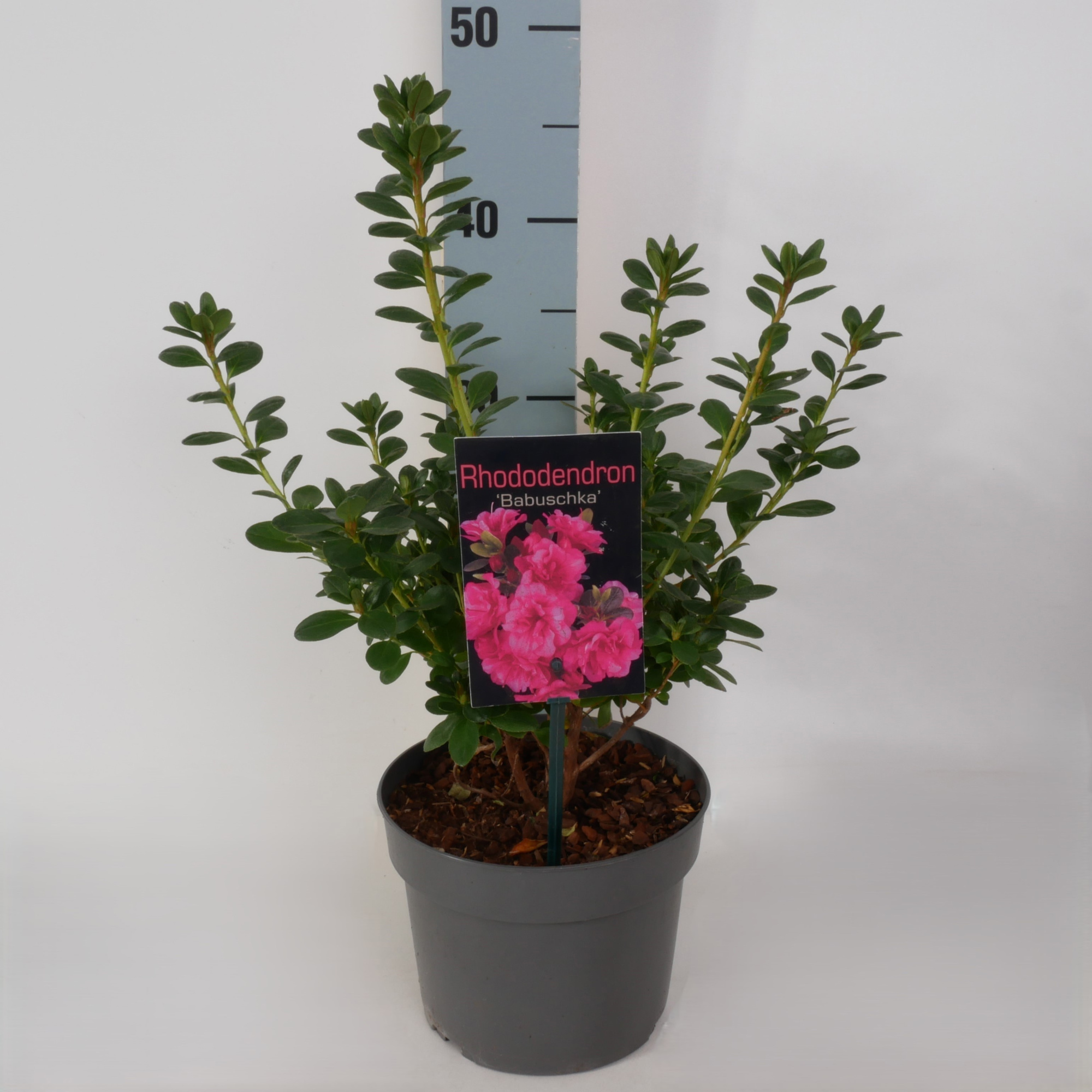 Rhododendron (AJ) 'Babuschka' P17, D 17