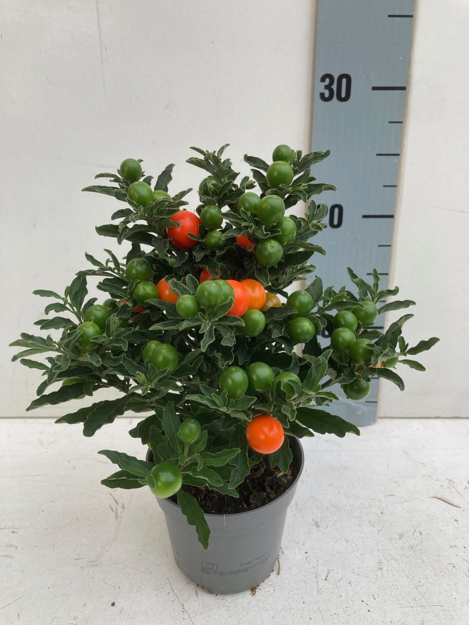 Solanum pseudocapsicum thorino, D 10,5 cm