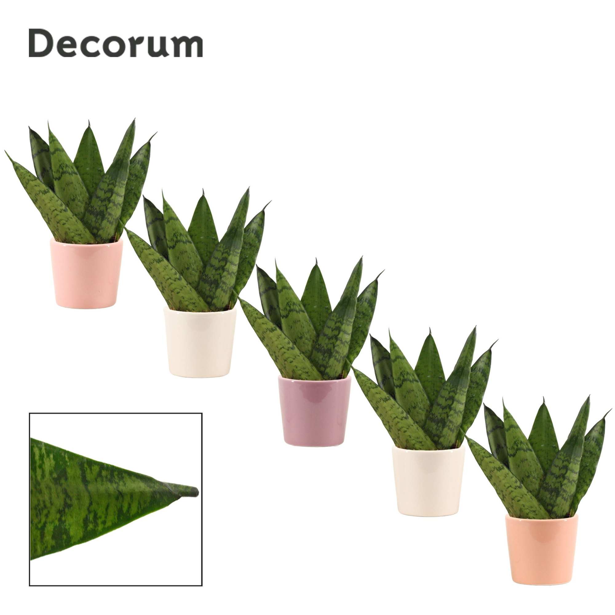 Sansevieria zeylanica fan 6 cm in Maui (Party love-collection), D 6 cm