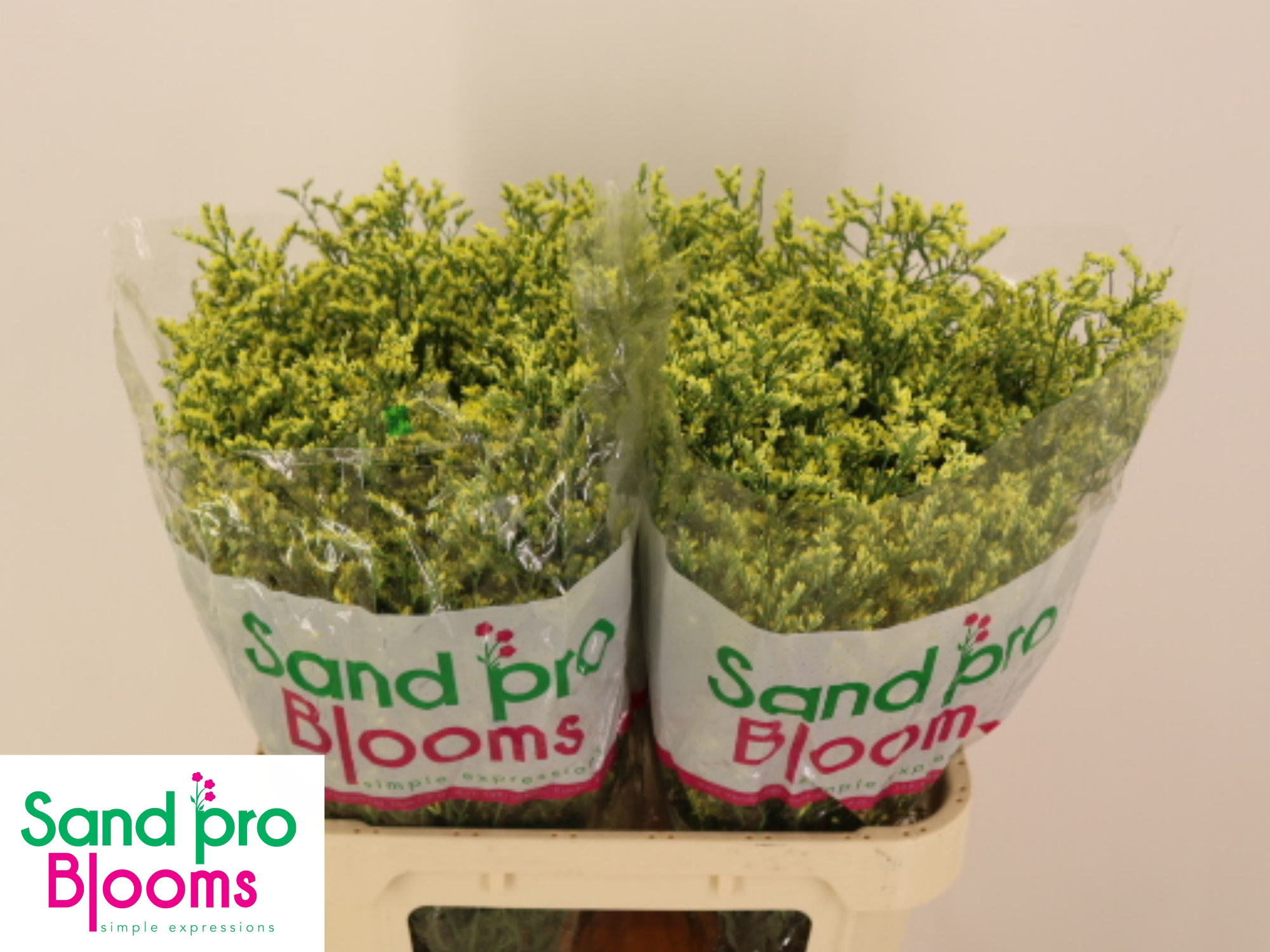 Лимониум Чайна Саммер 80, шт.