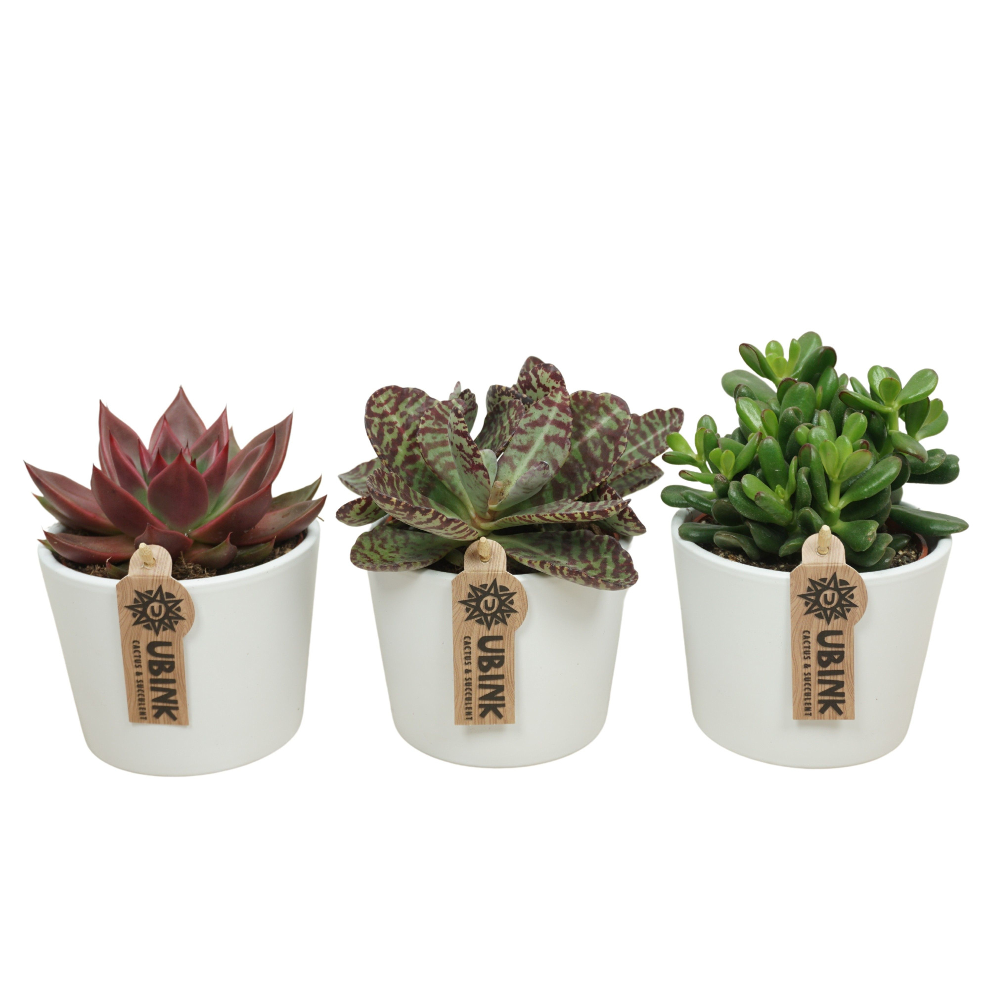 Succulenten mix in 12 cm 'Witte Pot', D 10,5 cm